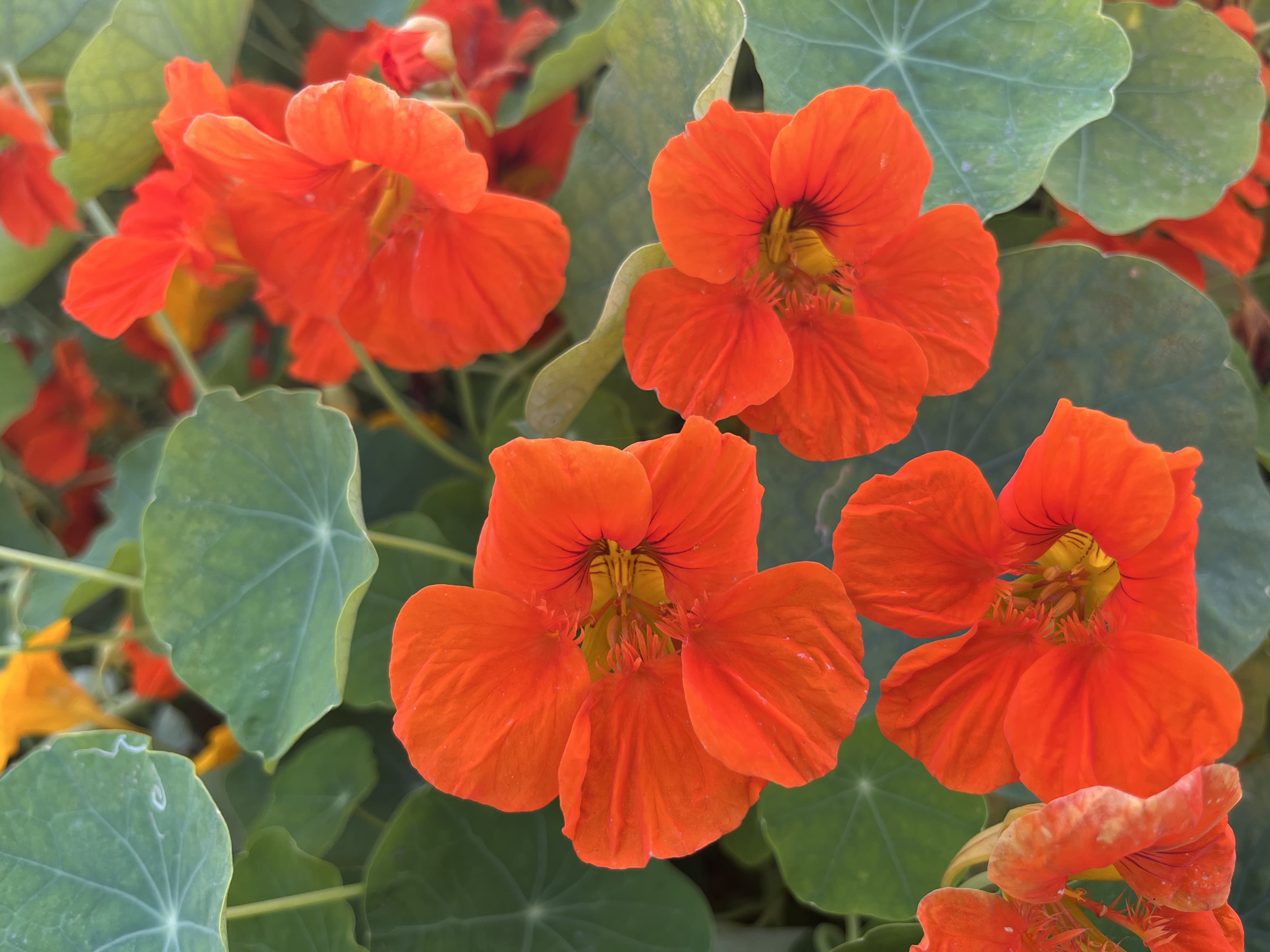 Nasturtium Single Scarlet Darkleaved