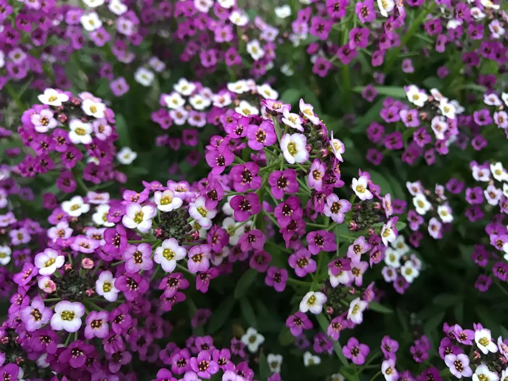 Alyssum Royal Carpet