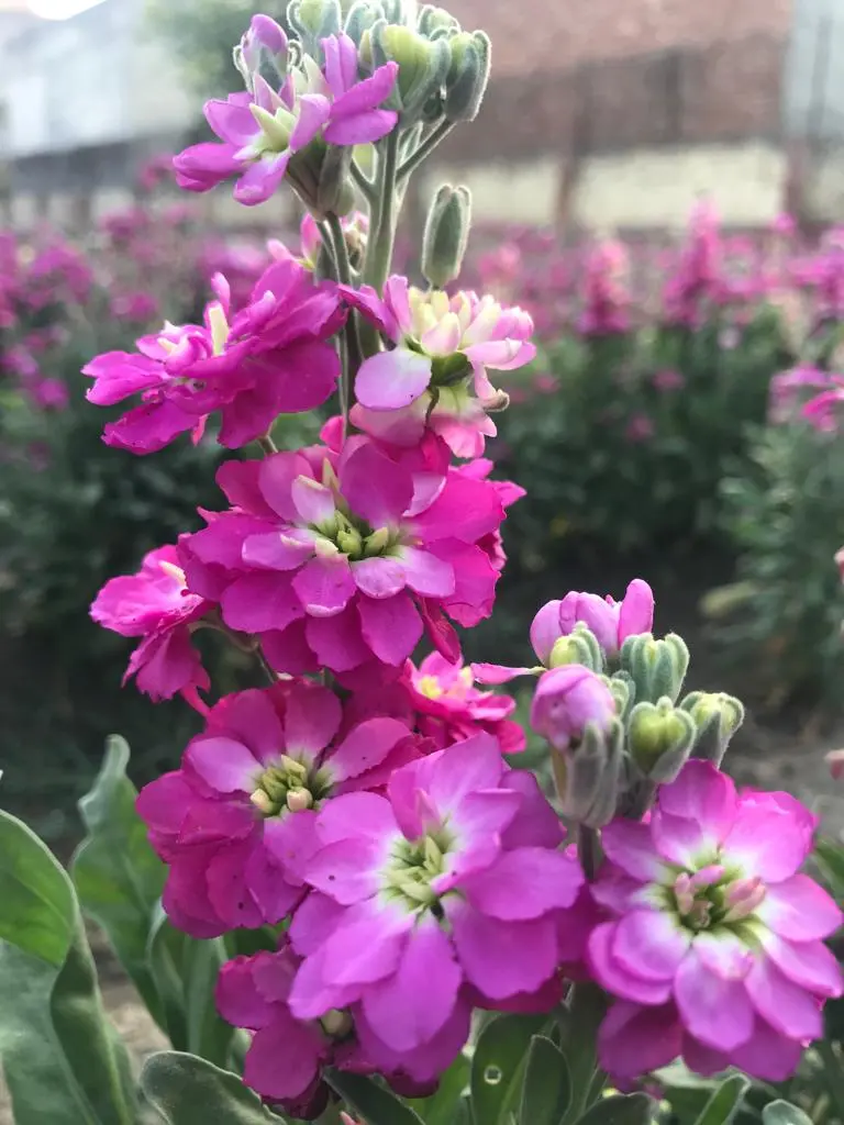 Matthiola Large Mixed
