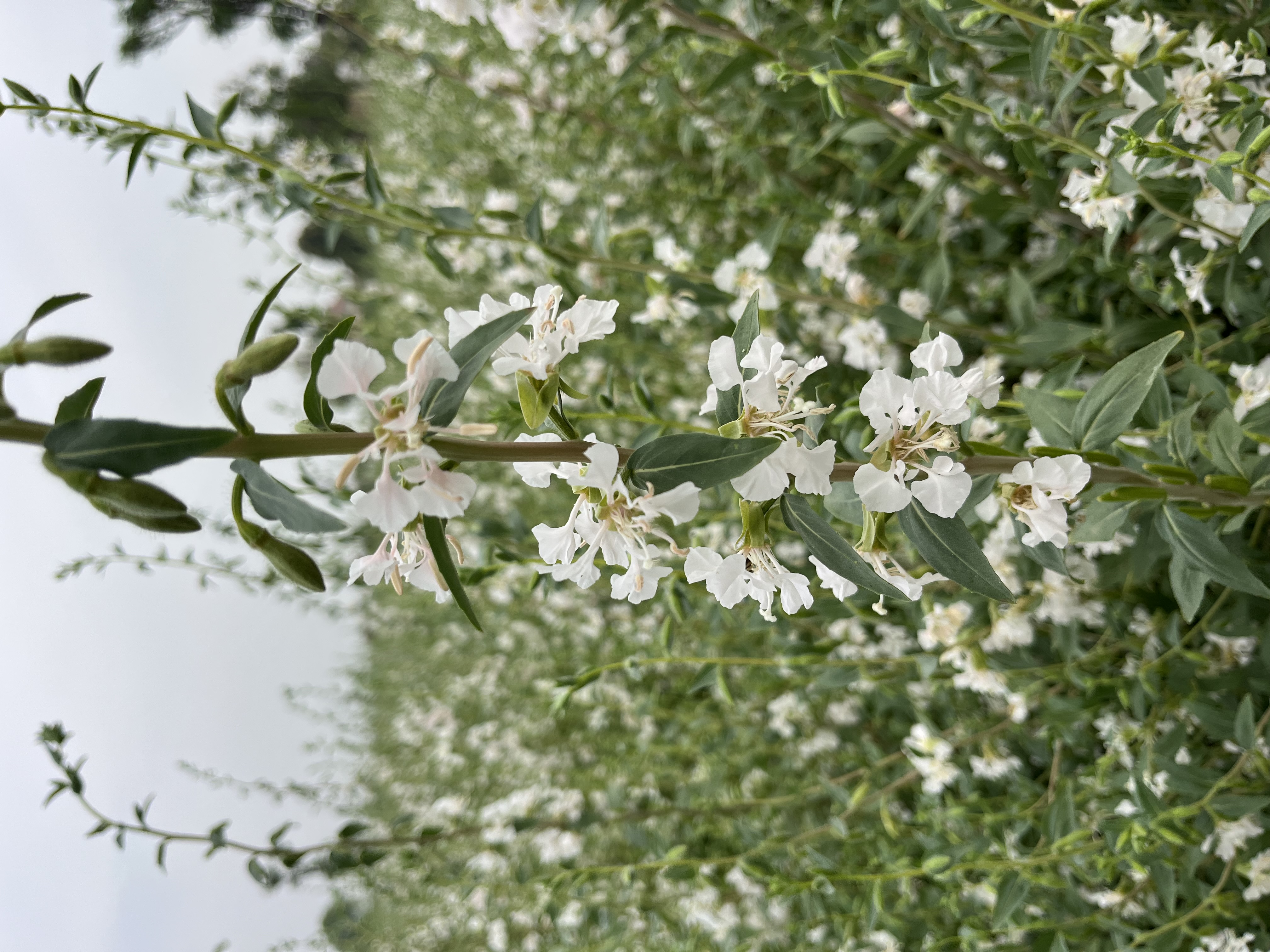 Clarkia  Unguiculata Double White