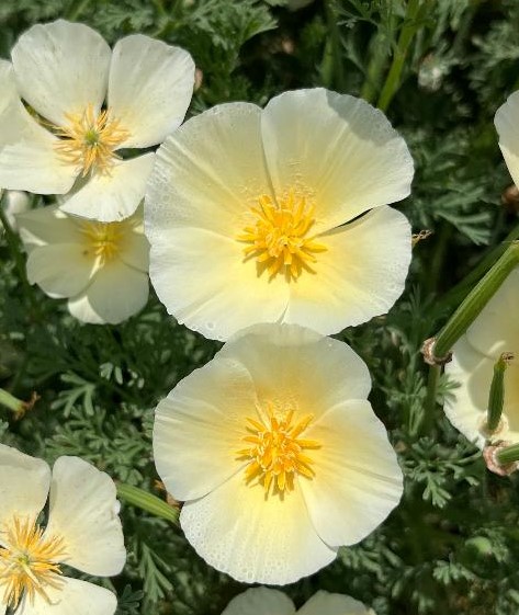 California Poppy Cream White