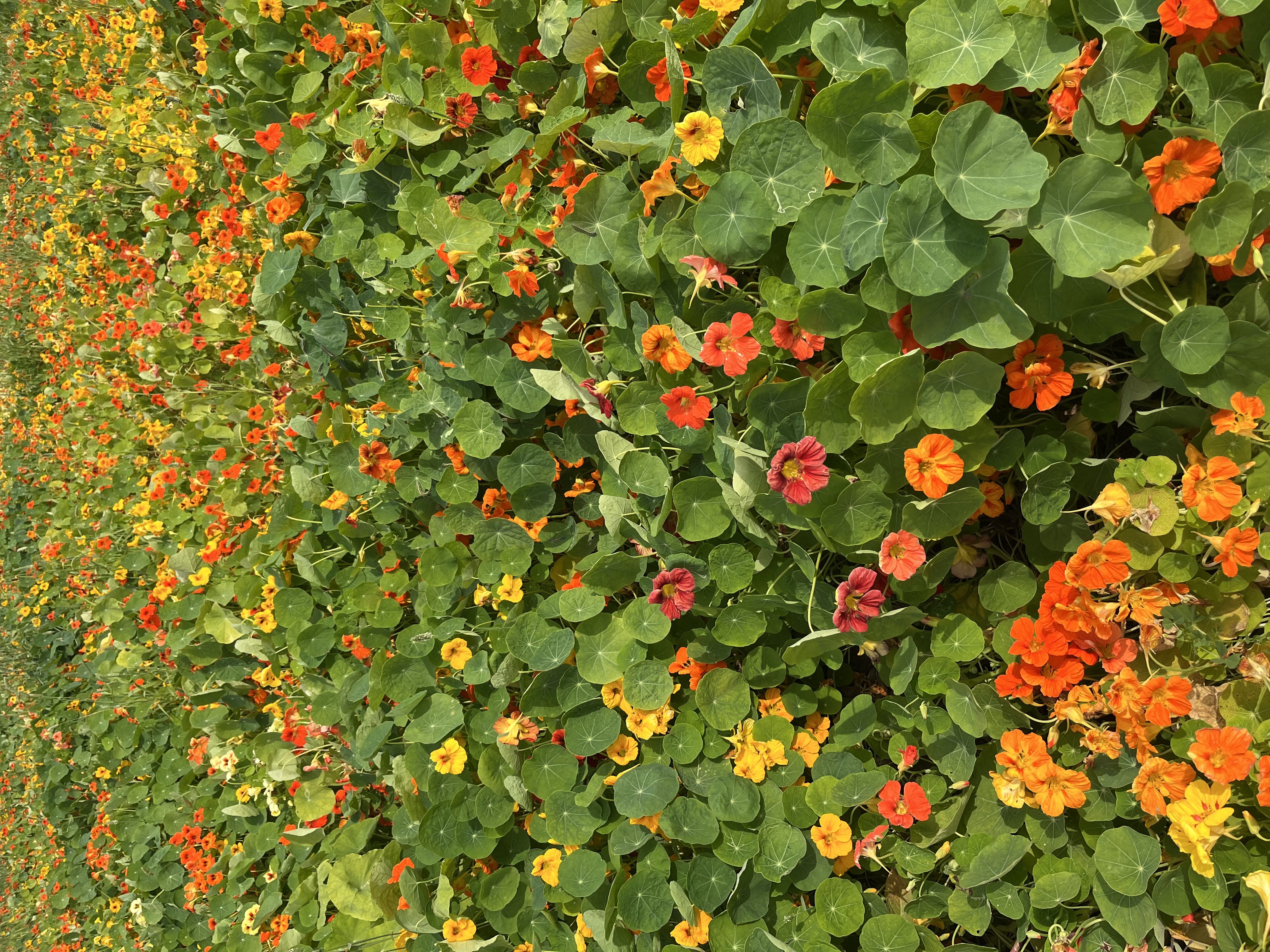 Nasturtium Tall Single Mixed