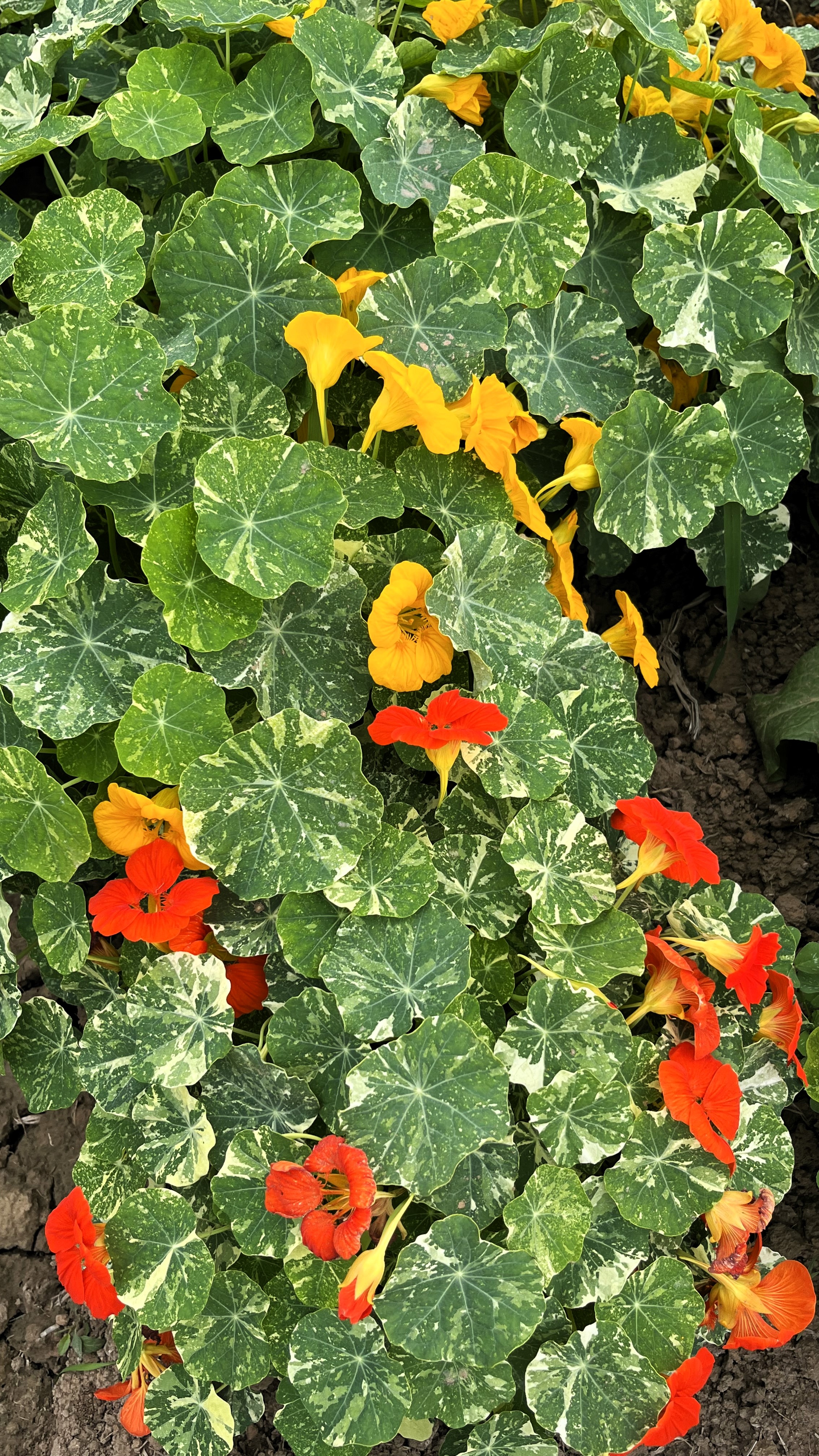 Nasturtium Alaska Mixed