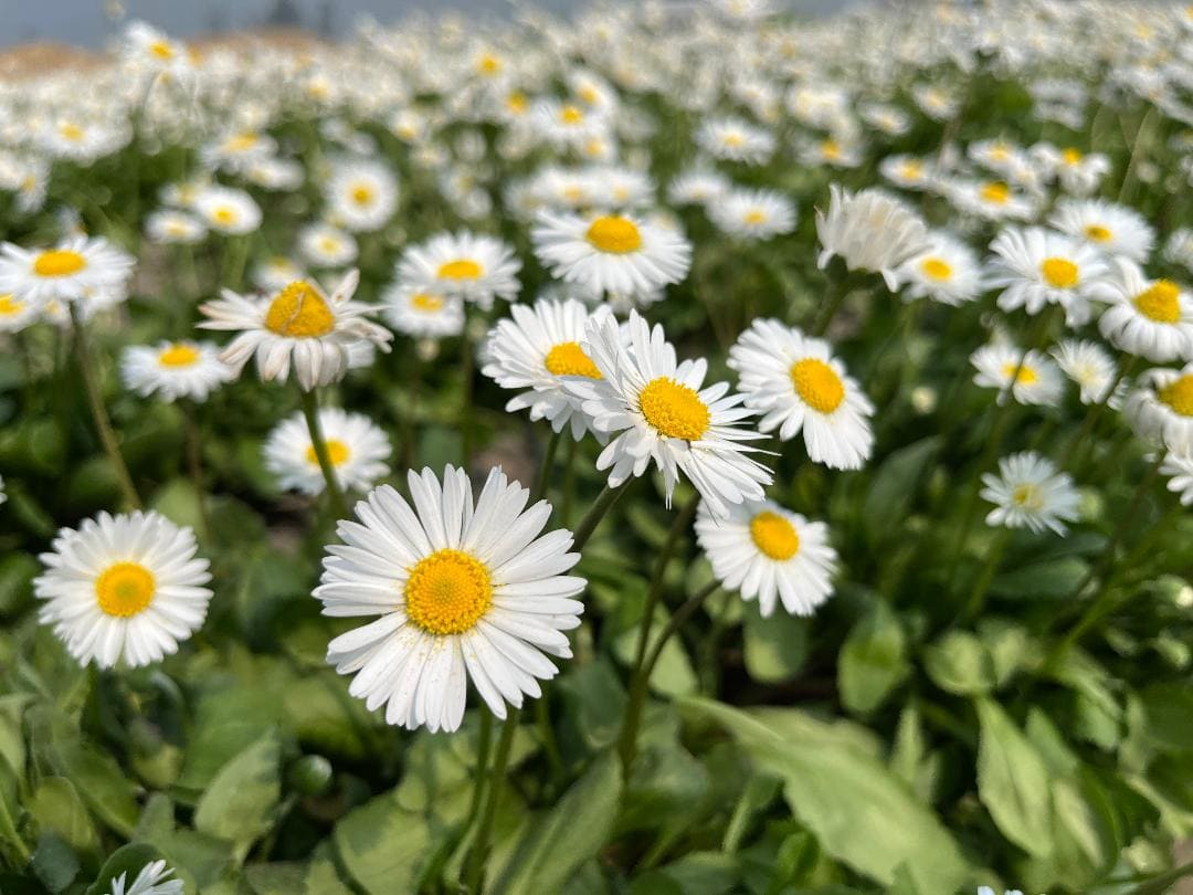 Daisy Single White