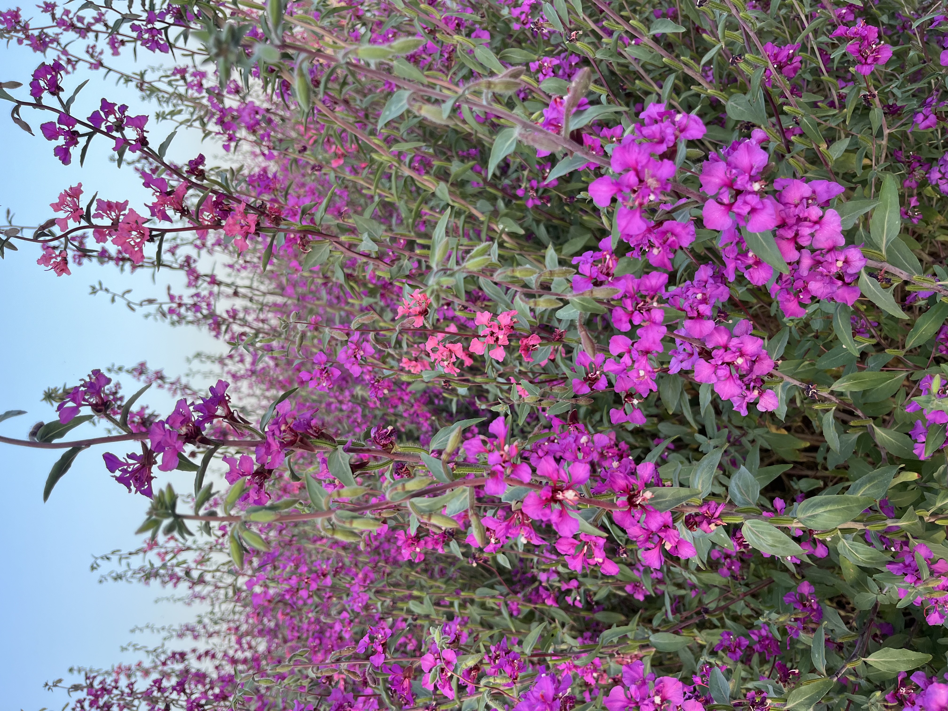 Clarkia Mixed