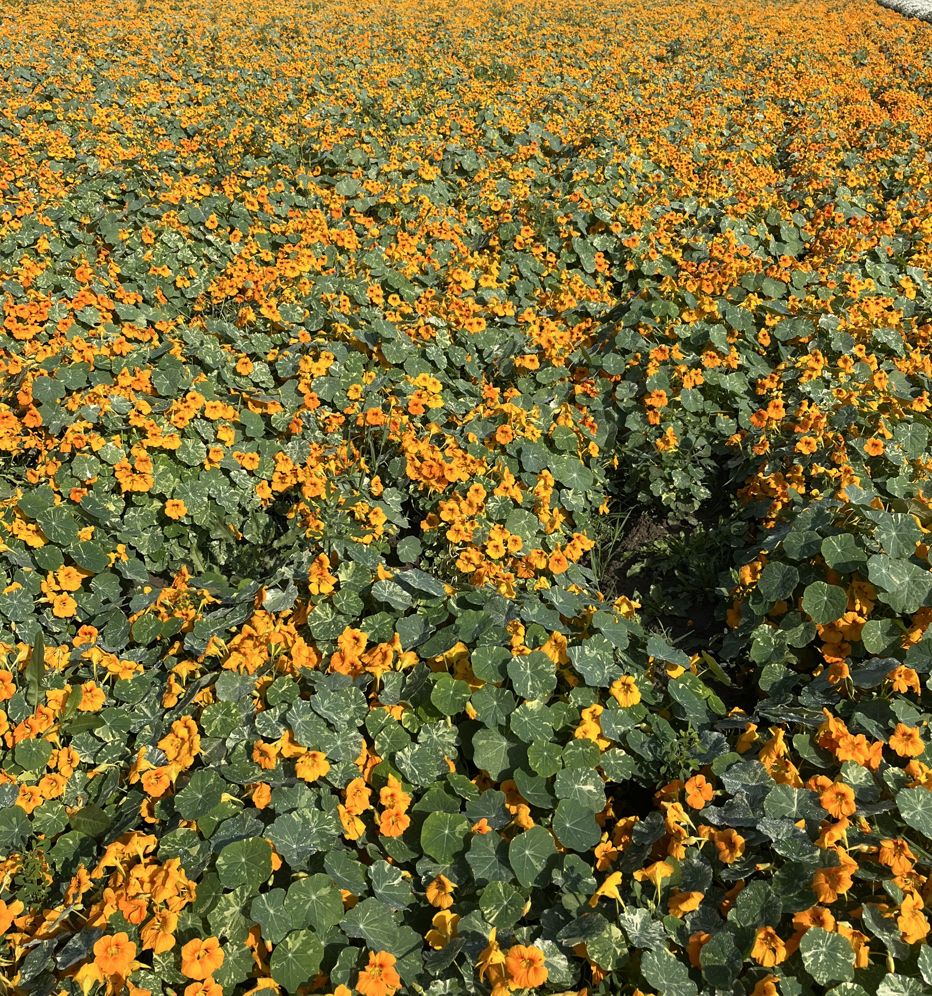 Nasturtium Alaska Orange
