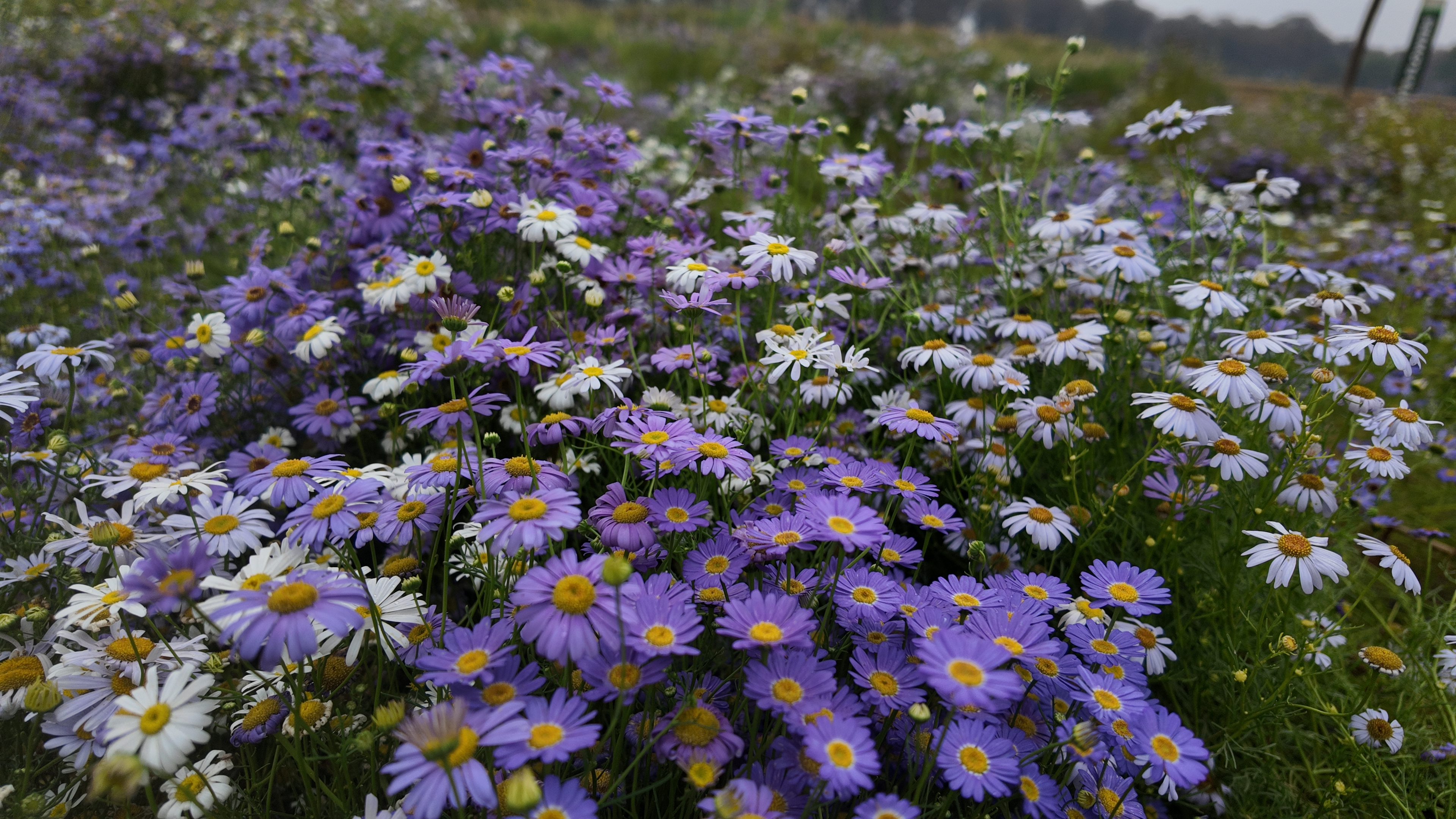 Brachyscome Mixed