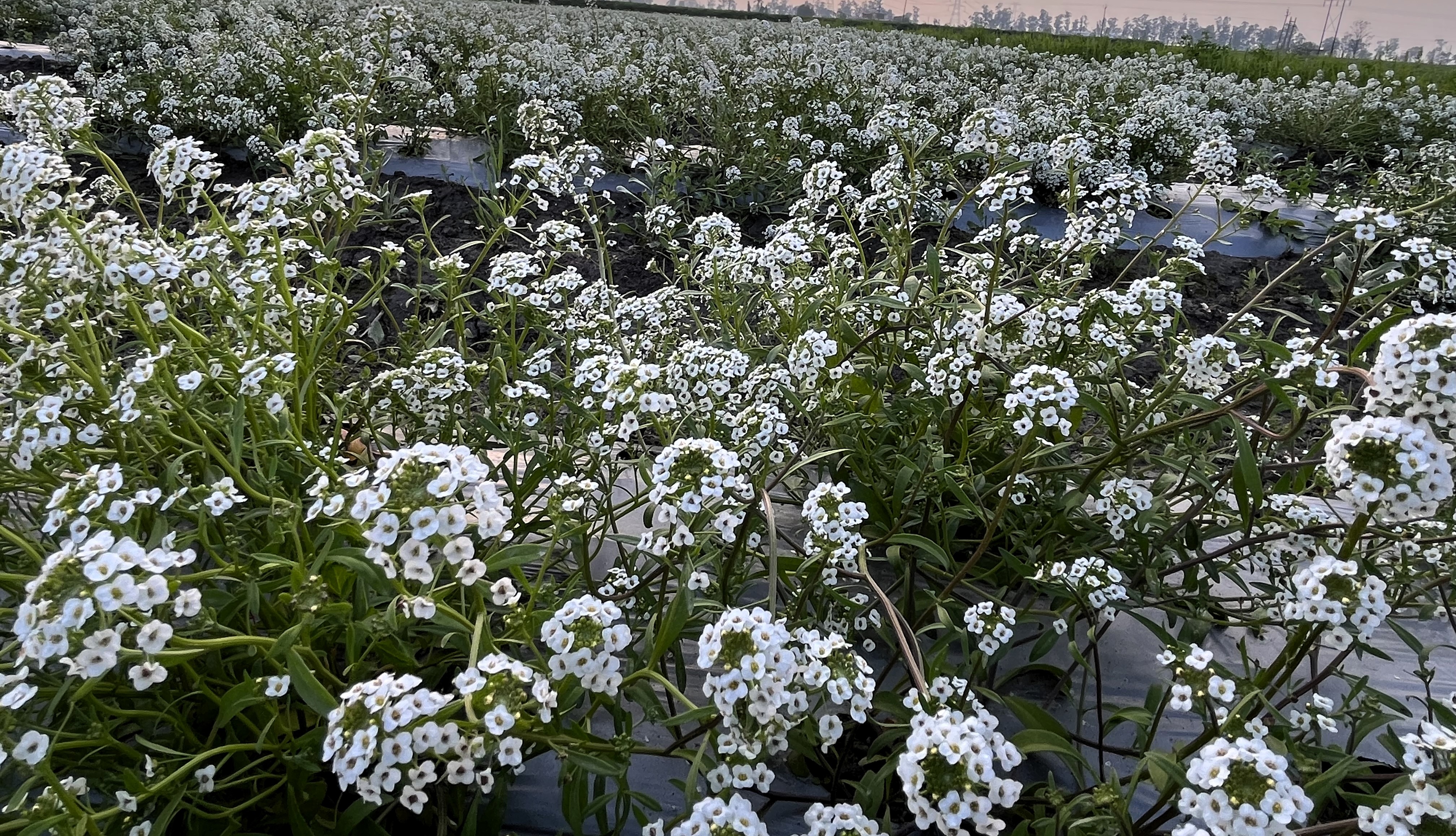 Alyssum Benthamii
