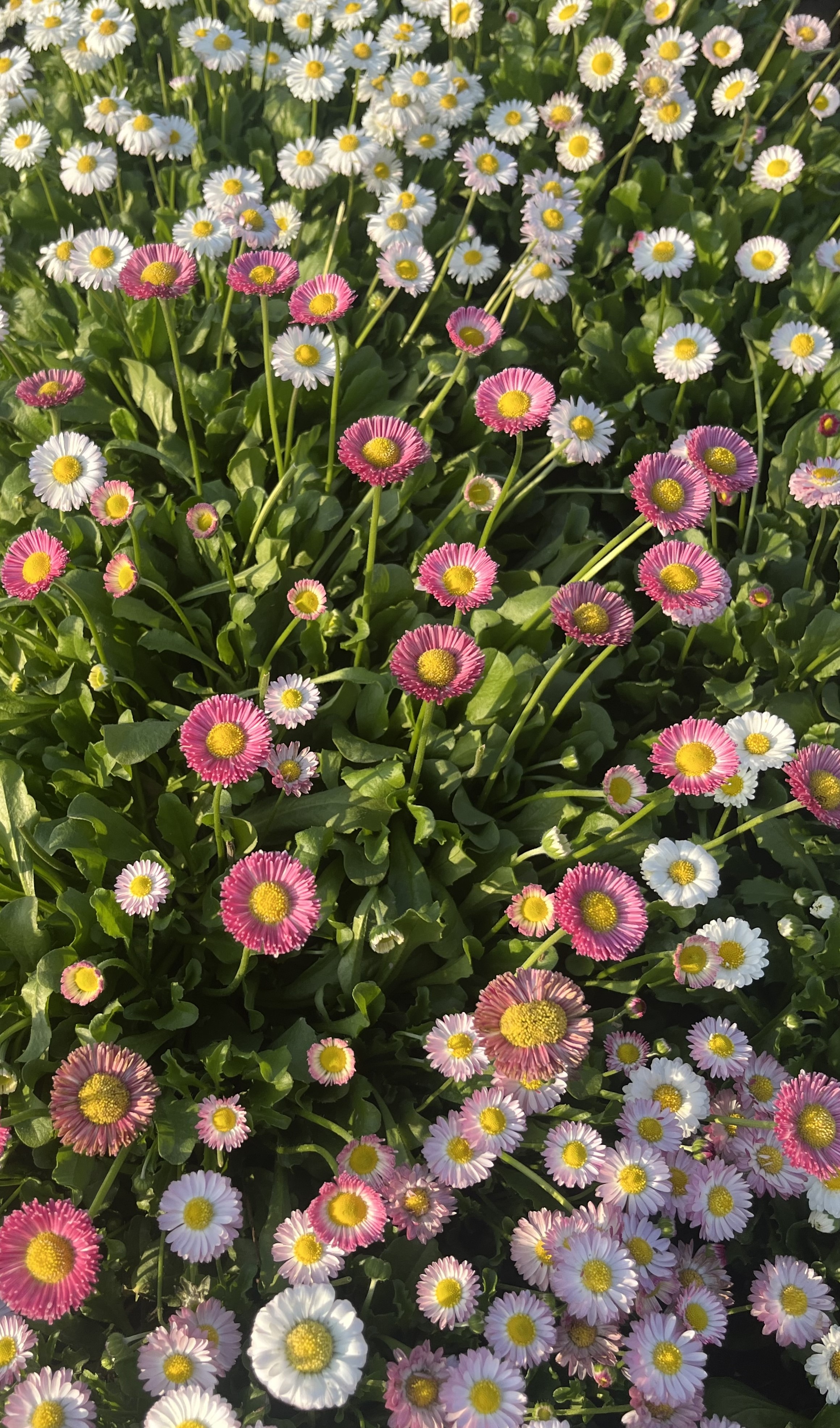 Daisy Double Mixed