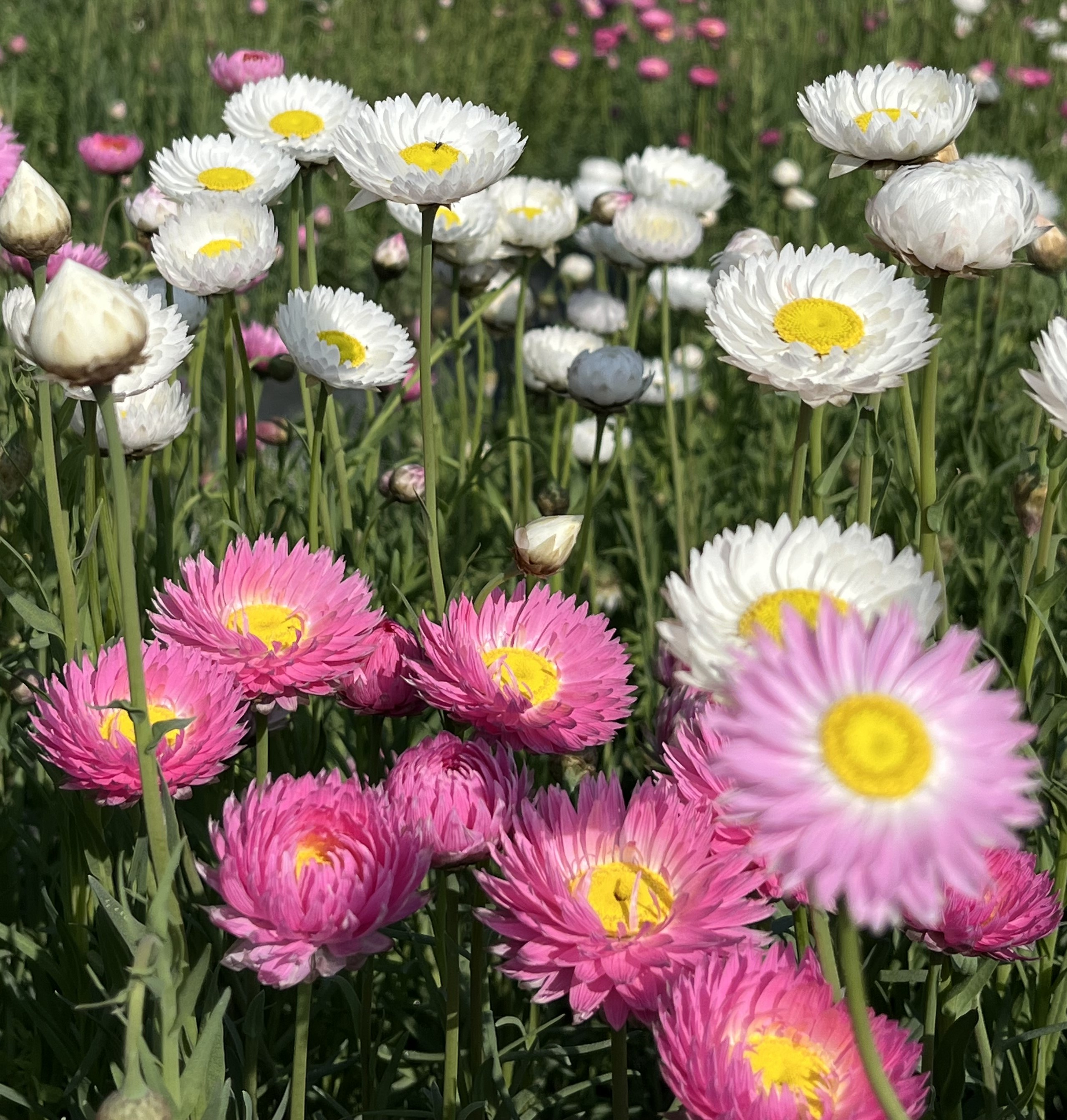 Acroclinium Tall Double Mixed