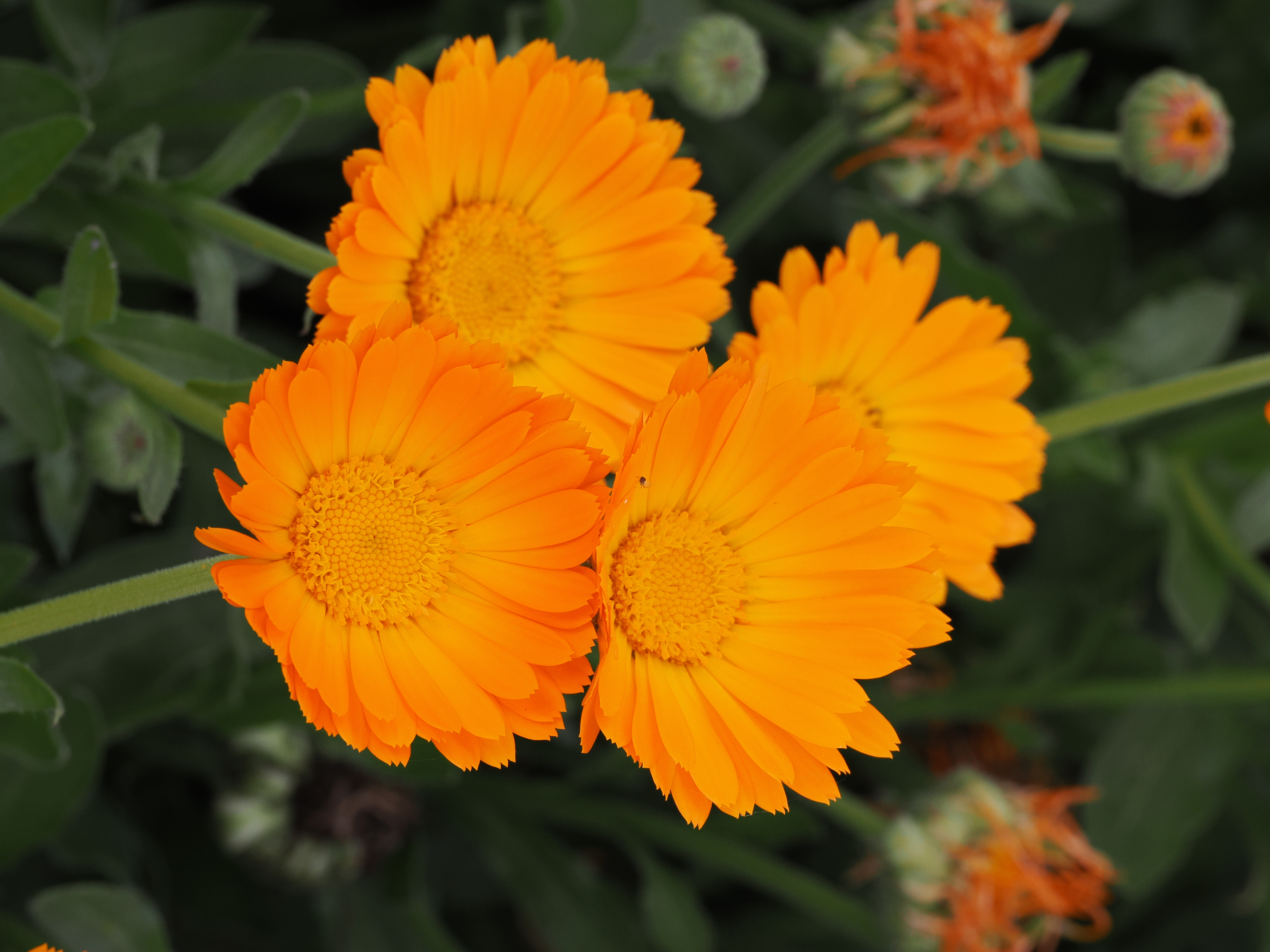 Calendula