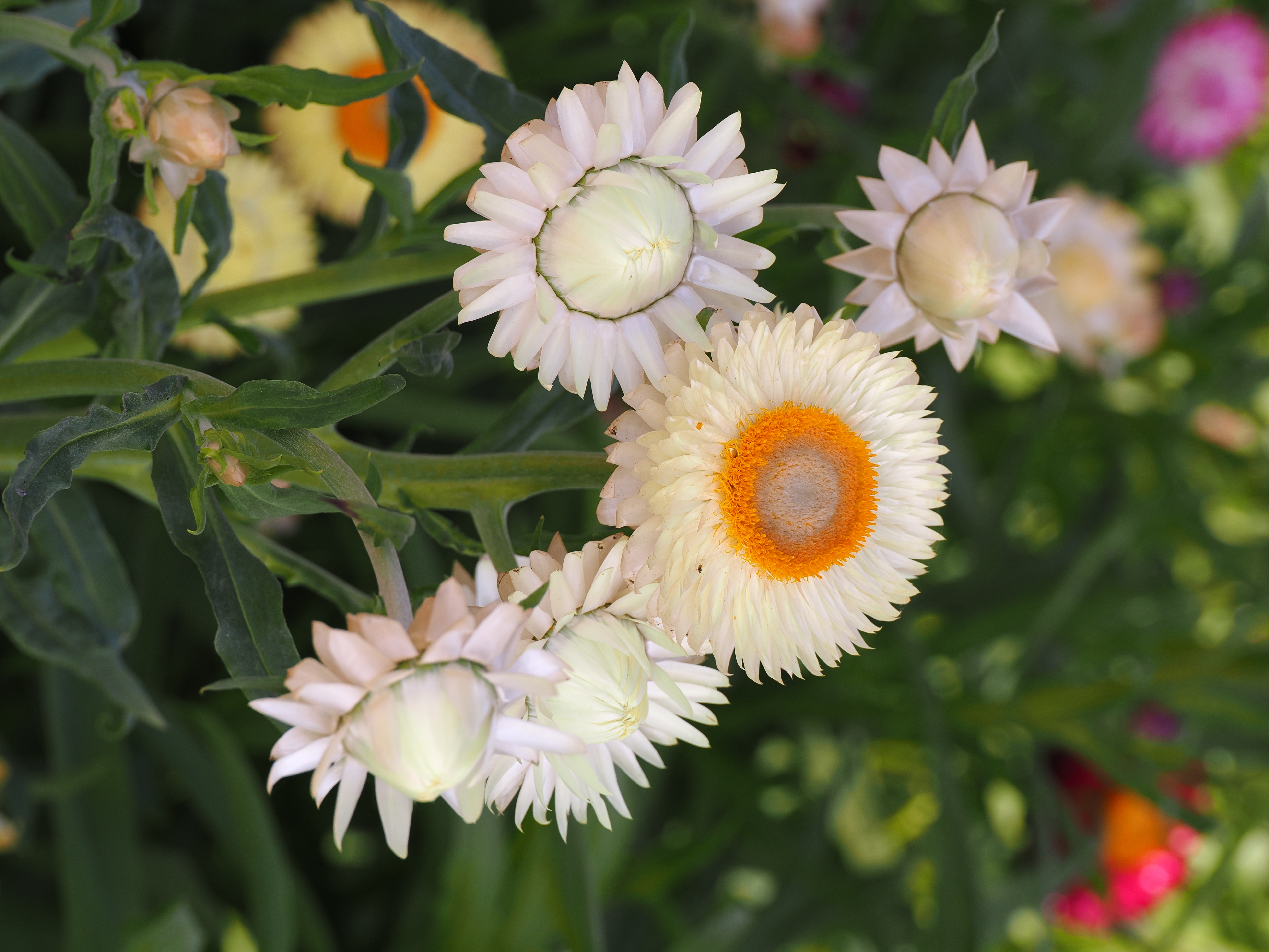 Helichrysum