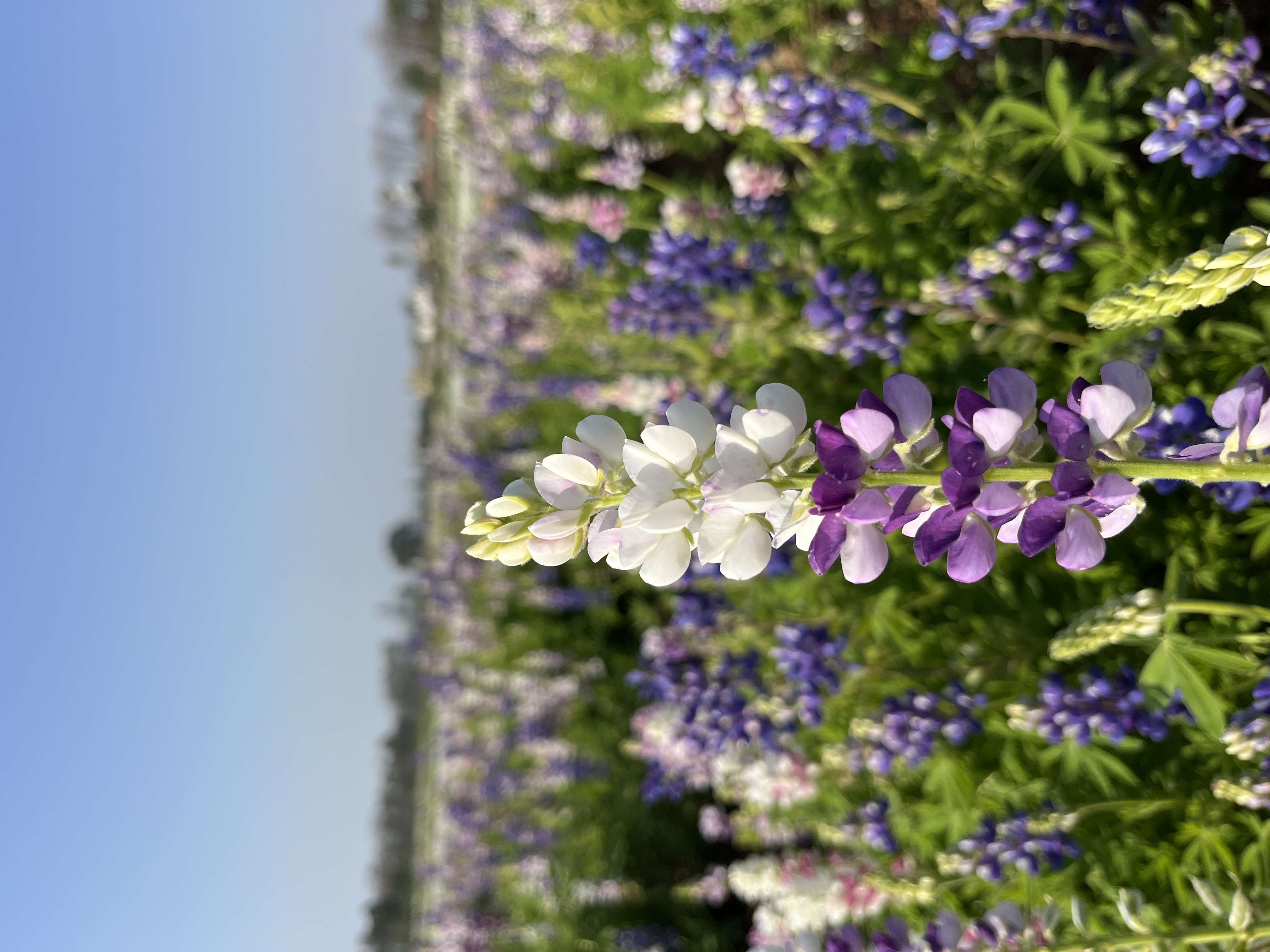 Lupin
