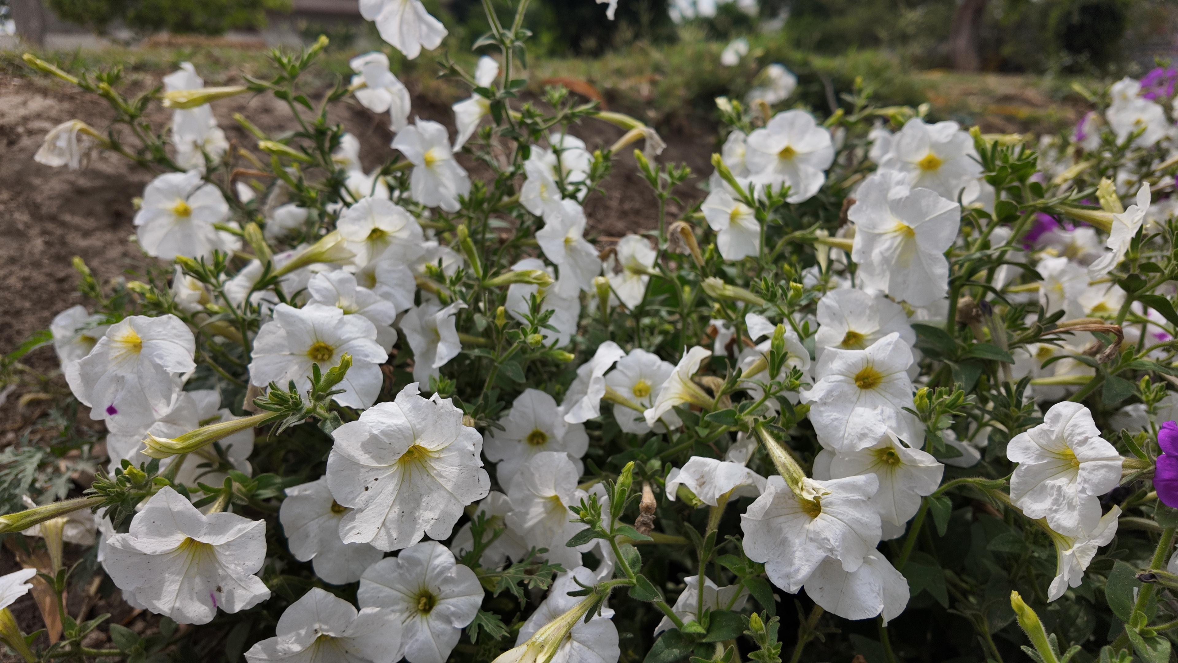 Petunia