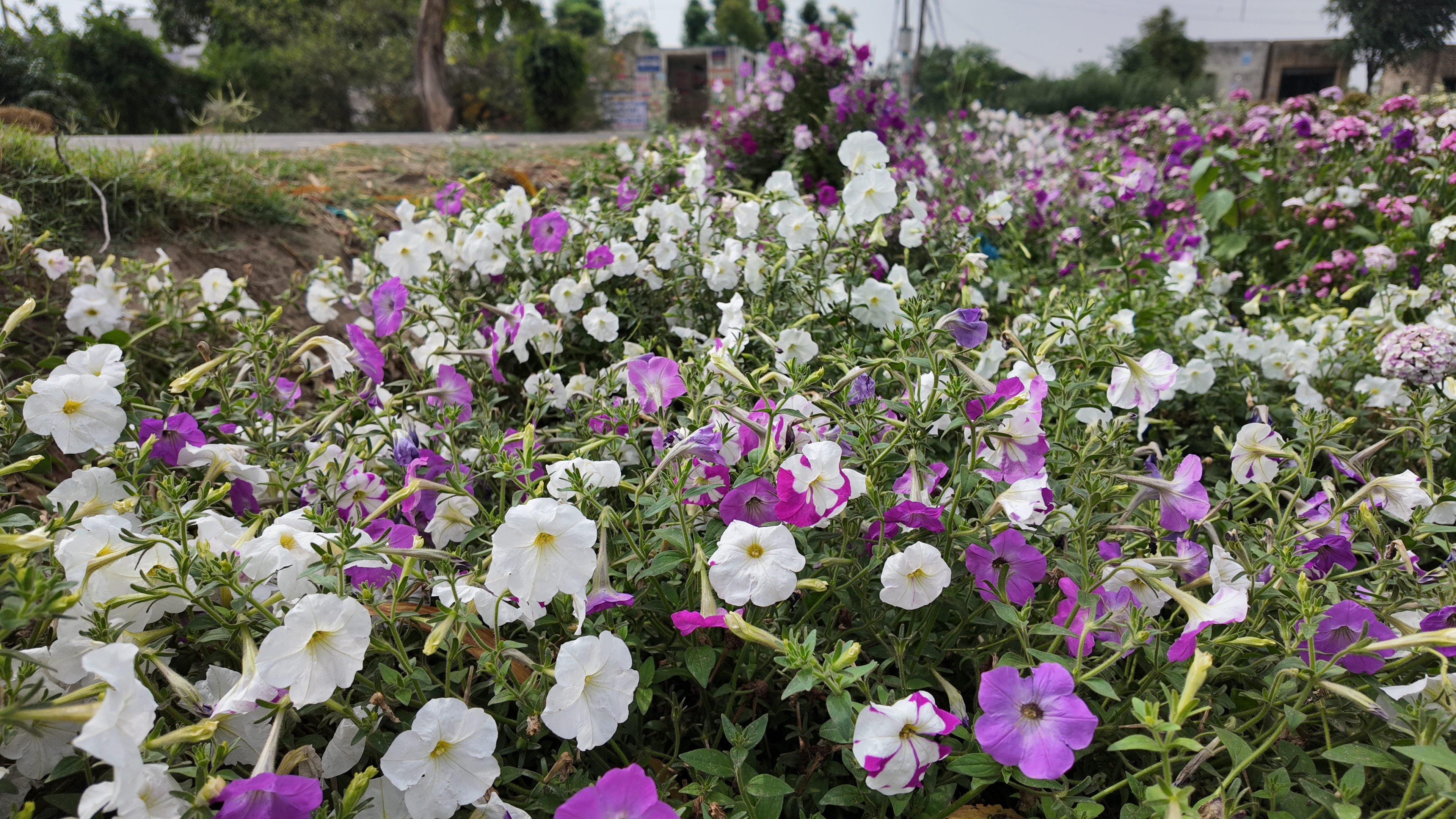 Petunia