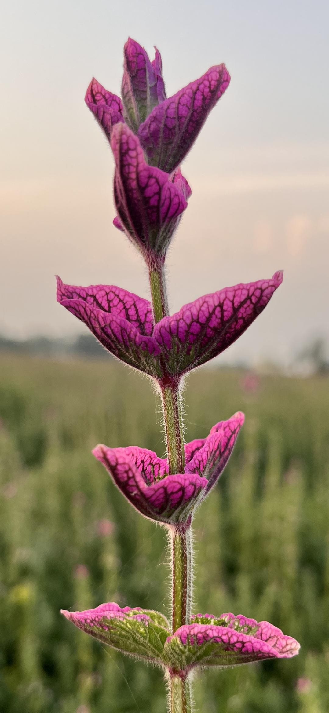Chlary Pink