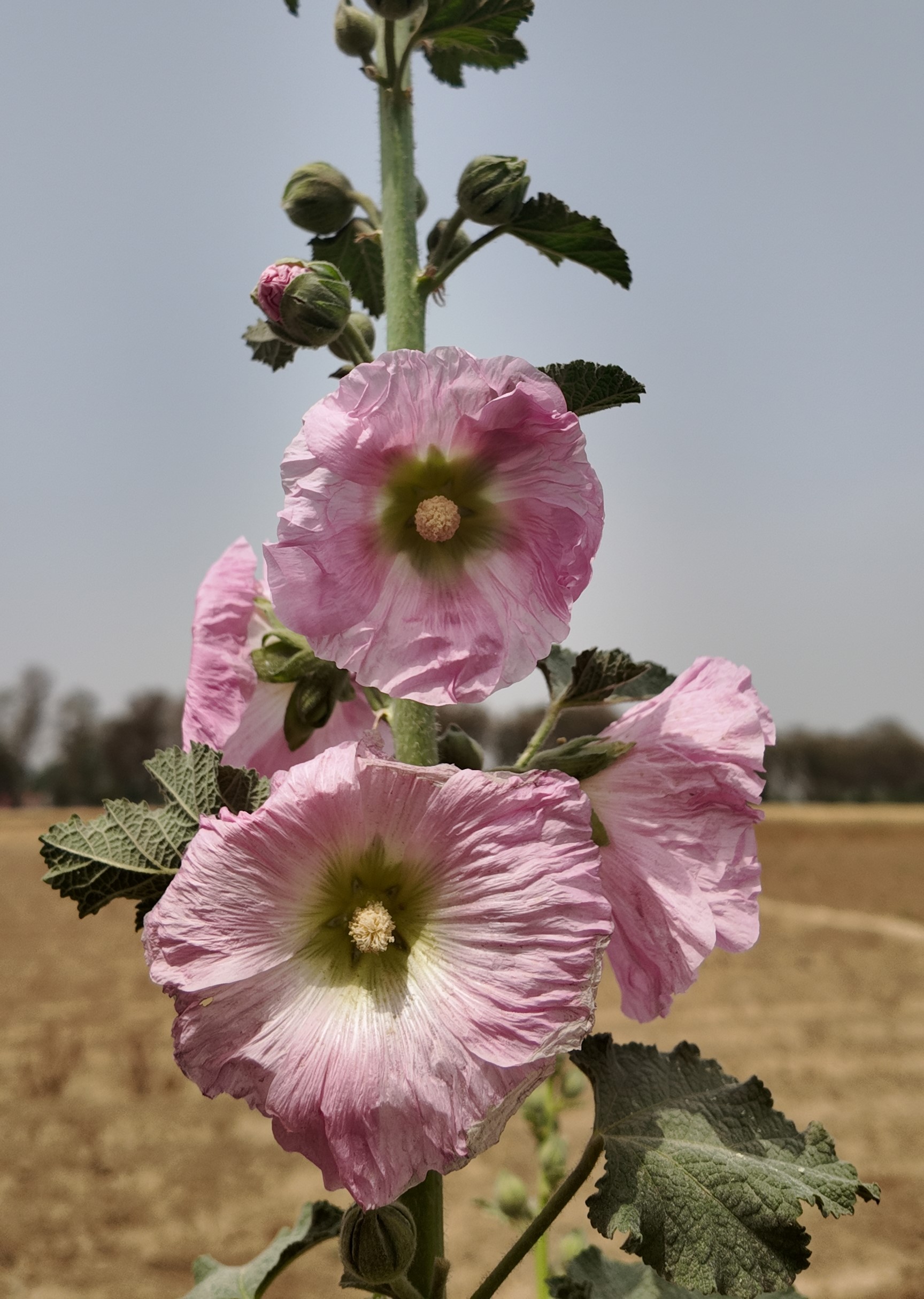Hollyhocks