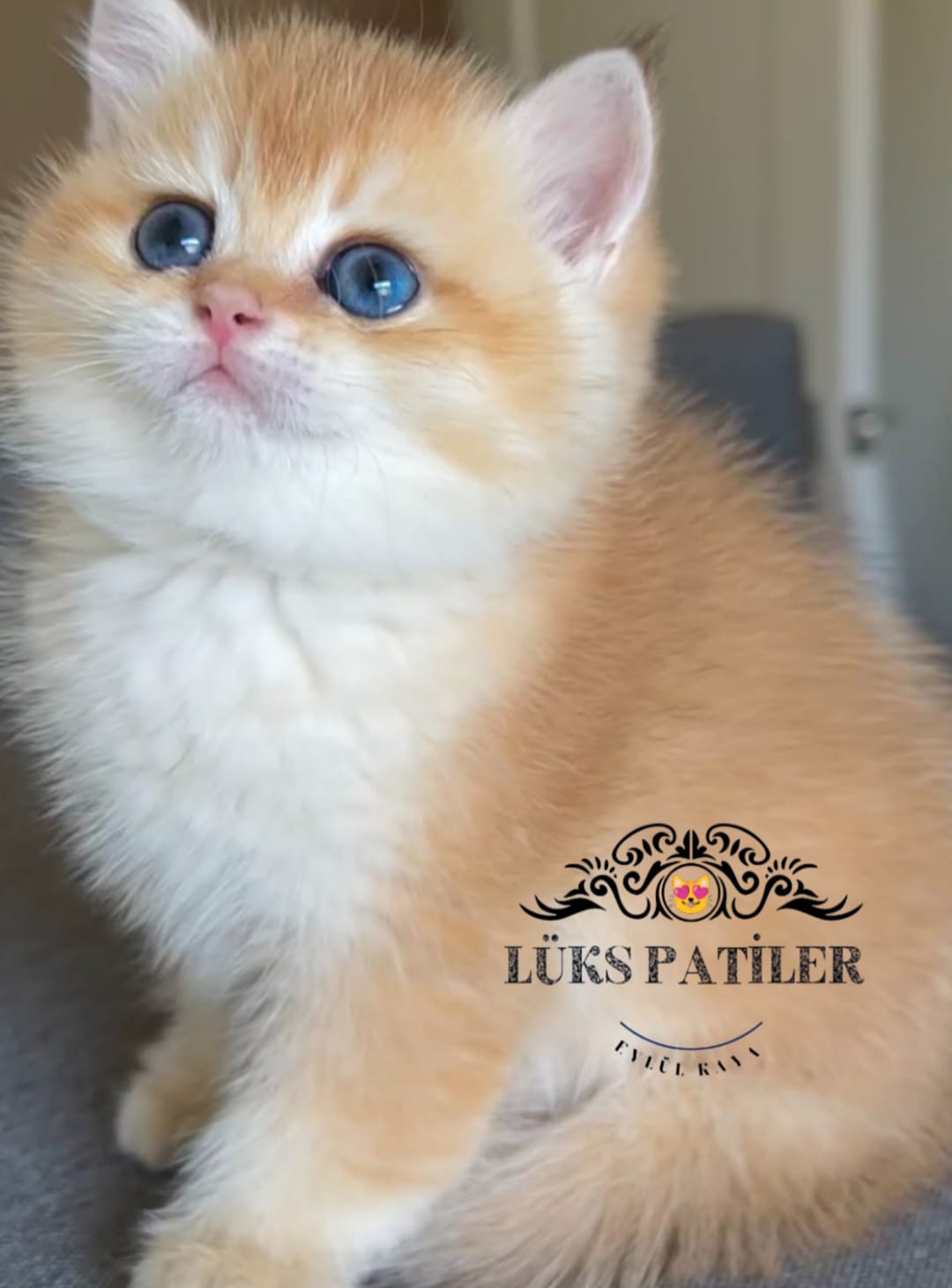 Golden British Shorthair NY11🧿