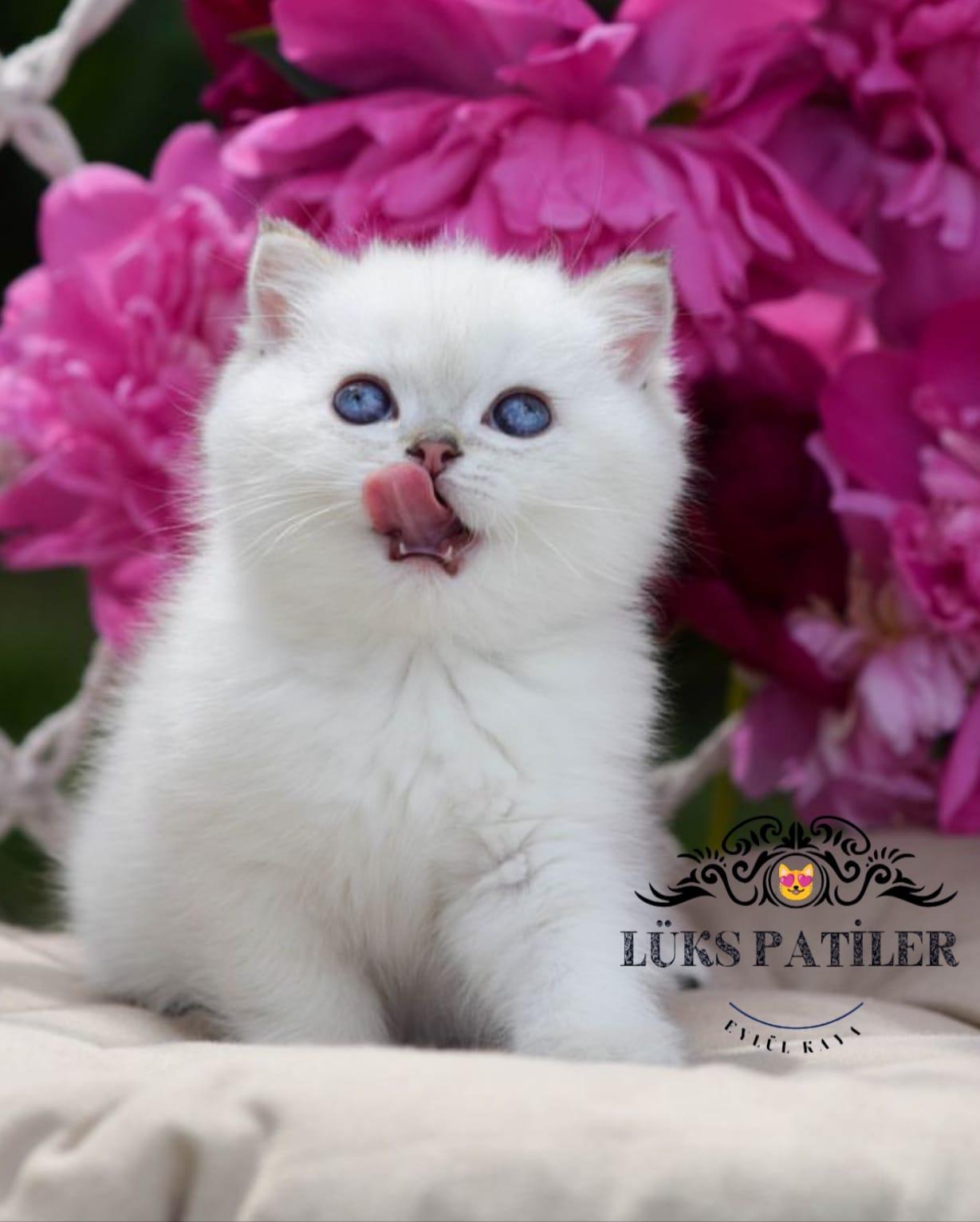 Silver British Shorthair NS1133🧿