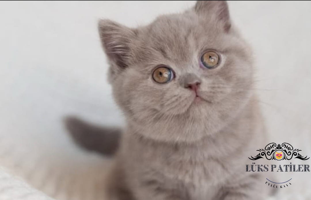 Lilac British Shorthair 🧿