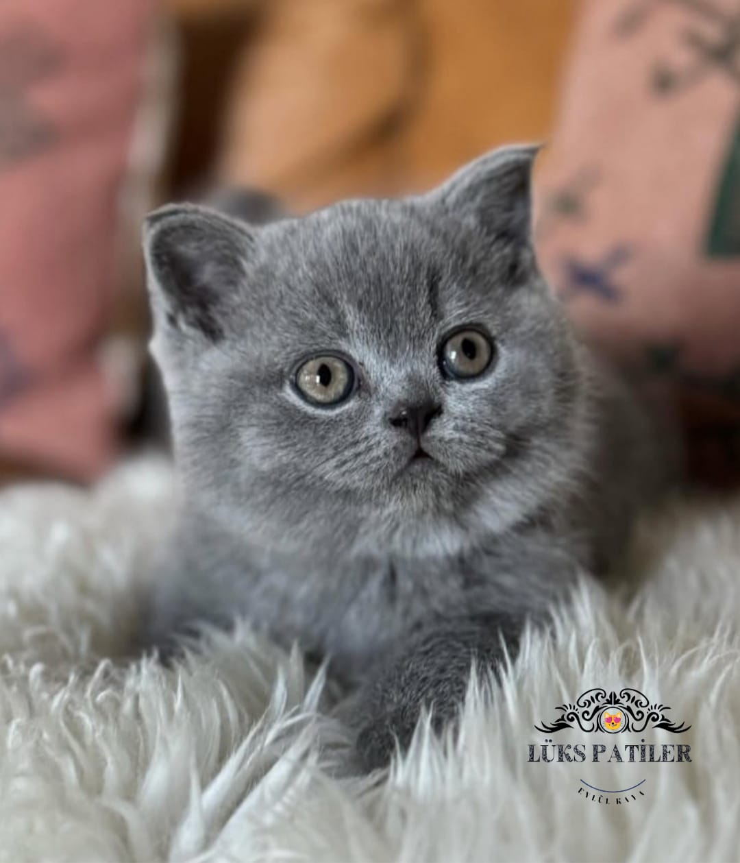 Gri British Shorthair 🧿