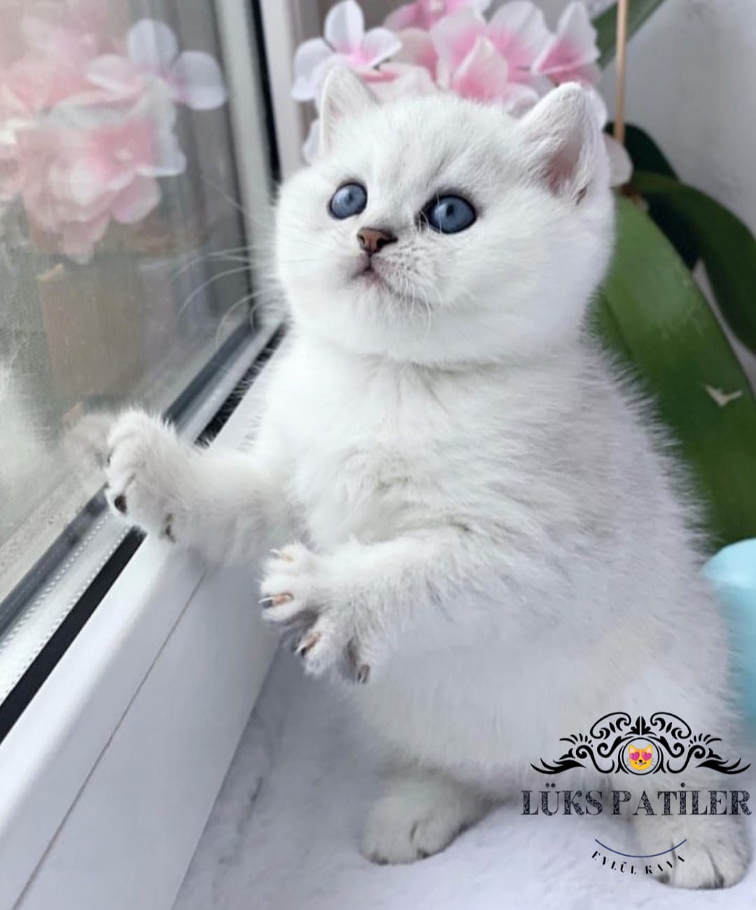 Silver British Shorthair NS1133🧿
