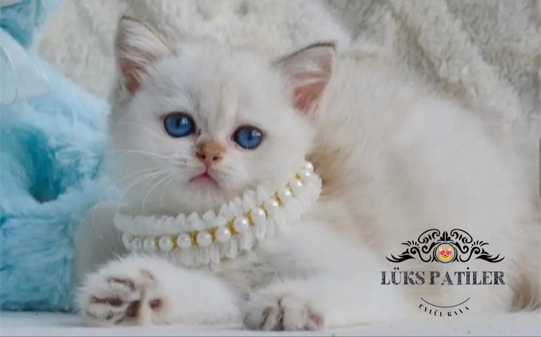 Silver British Shorthair NS1133🧿