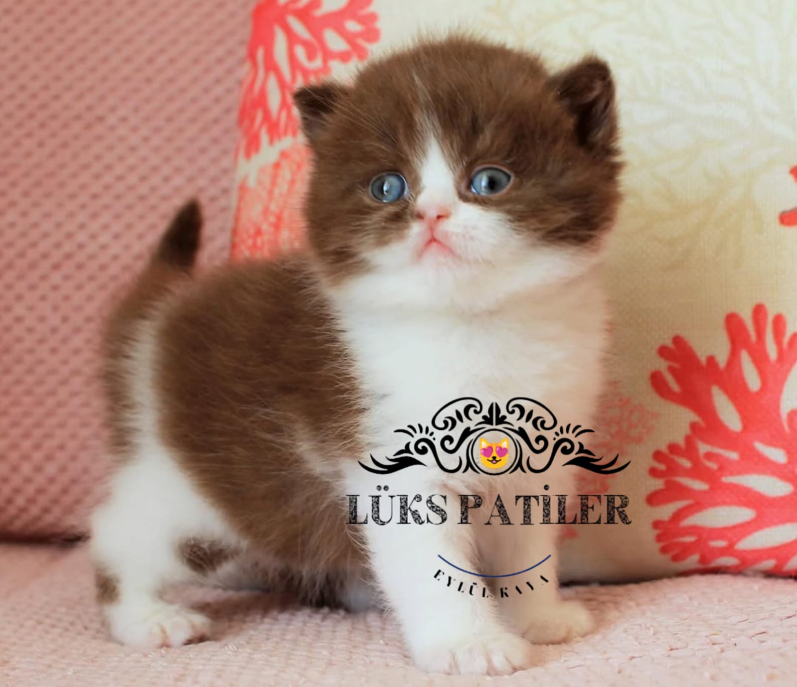 Cinnamon British Shorthair 🧿 