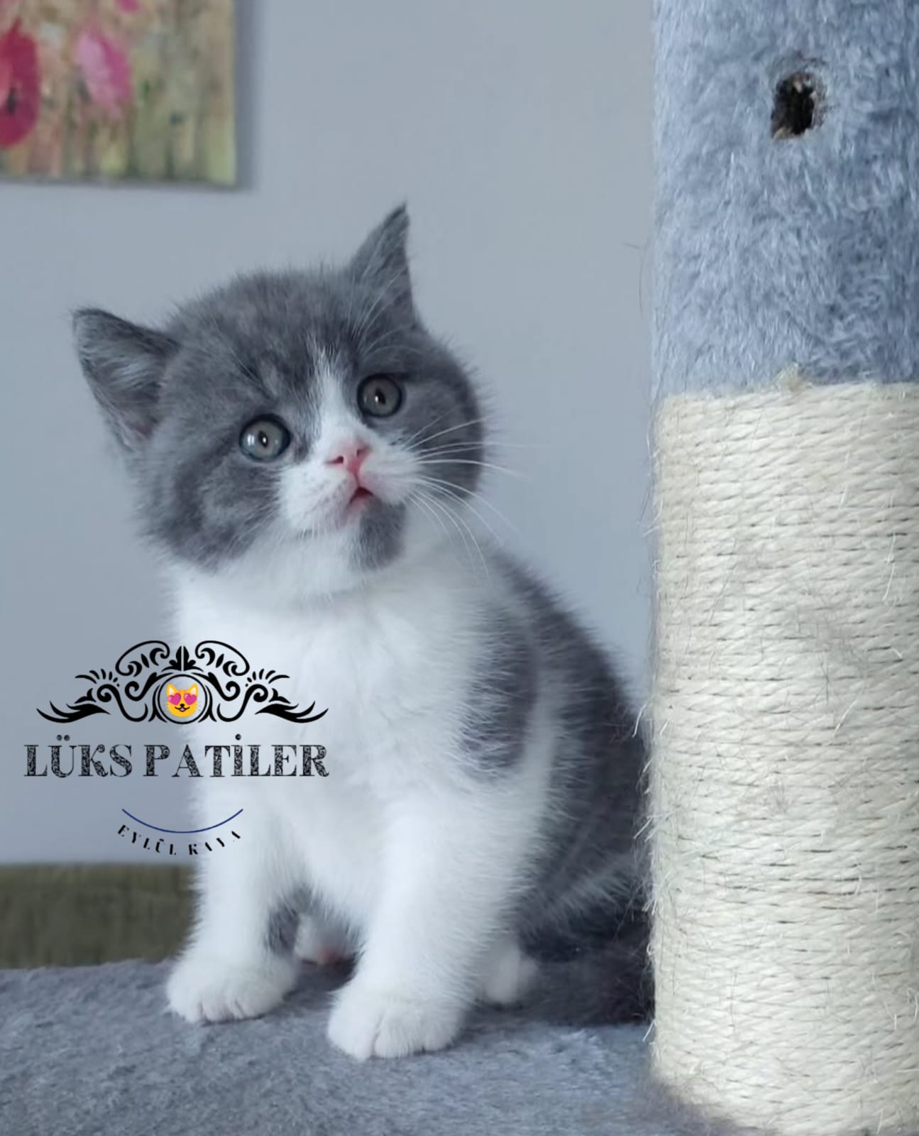 BiColor British Shorthair 🧿 