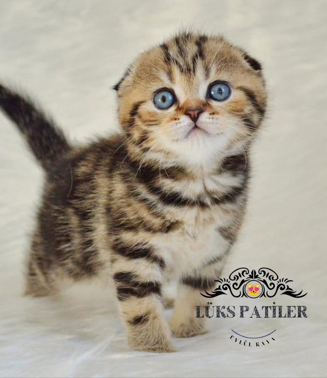 Blackgolden Scottish Fold 🧿 