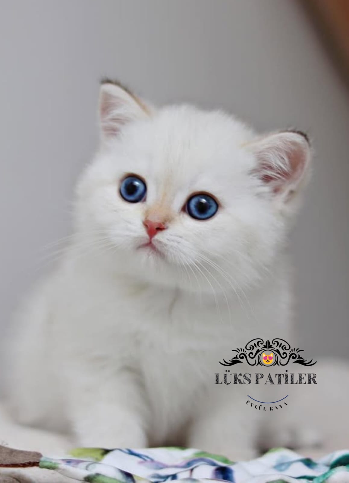 Silver British Shorthair NS1133🧿