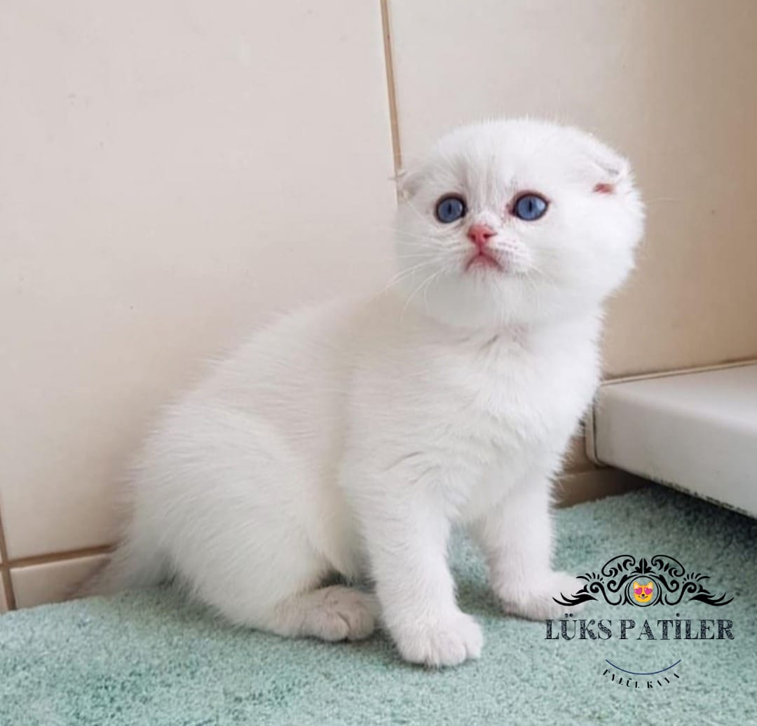 Silver ScottishFold NS1133 🧿
