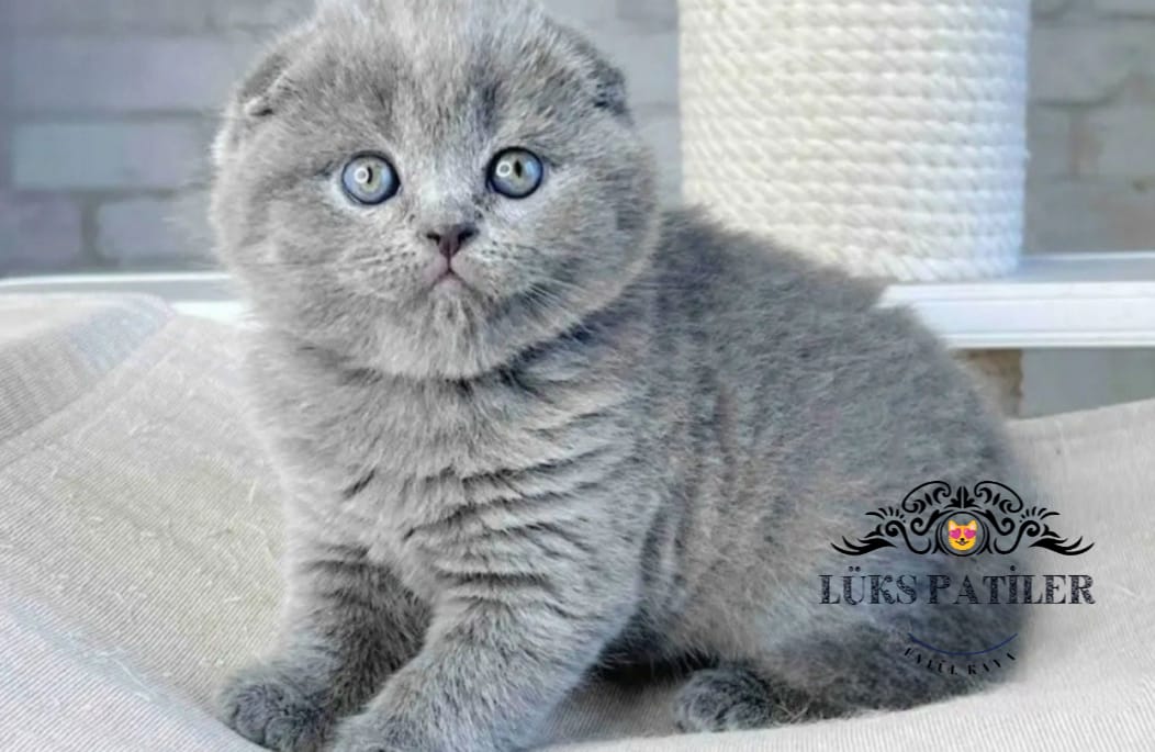 Gri Scottish Fold Shorthair 🧿