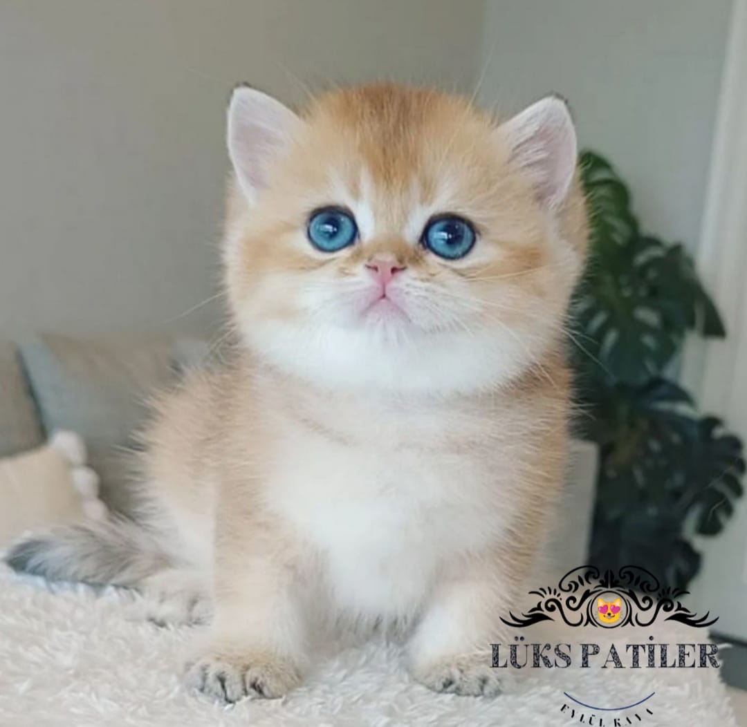 Golden British Shorthair NY11🧿