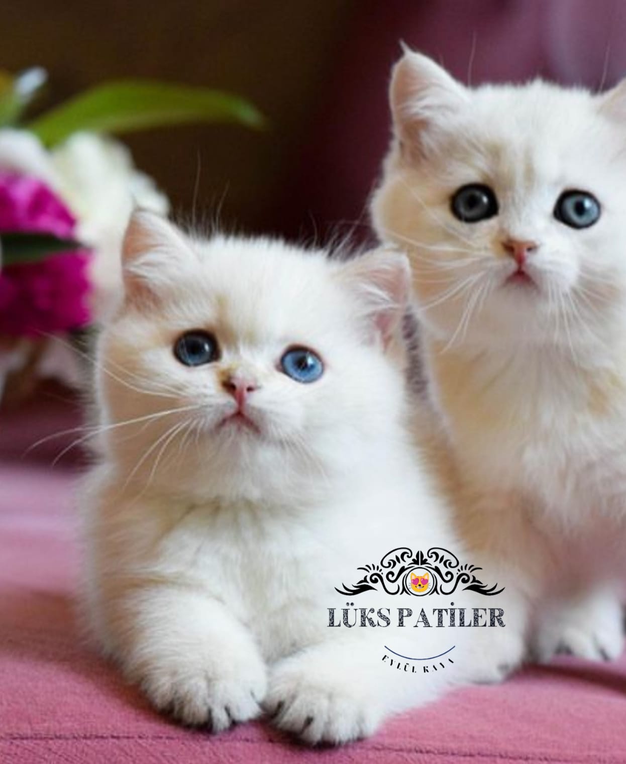 Silver British Shorthair NS1133🧿