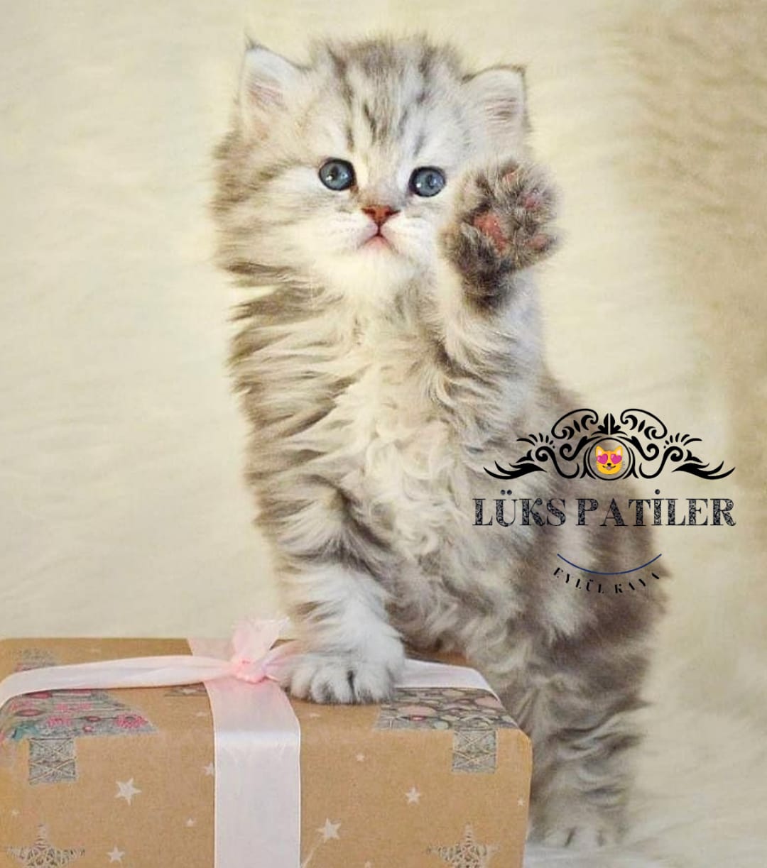 Silver British Longhair NS24 🧿