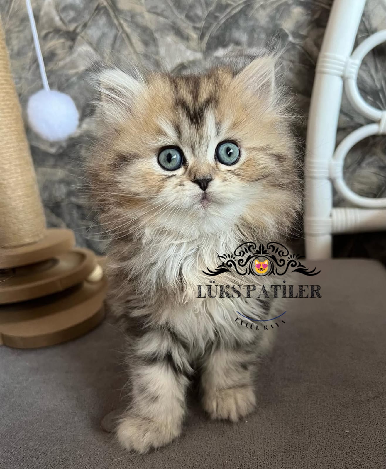 Golden British Longhair NY24🧿