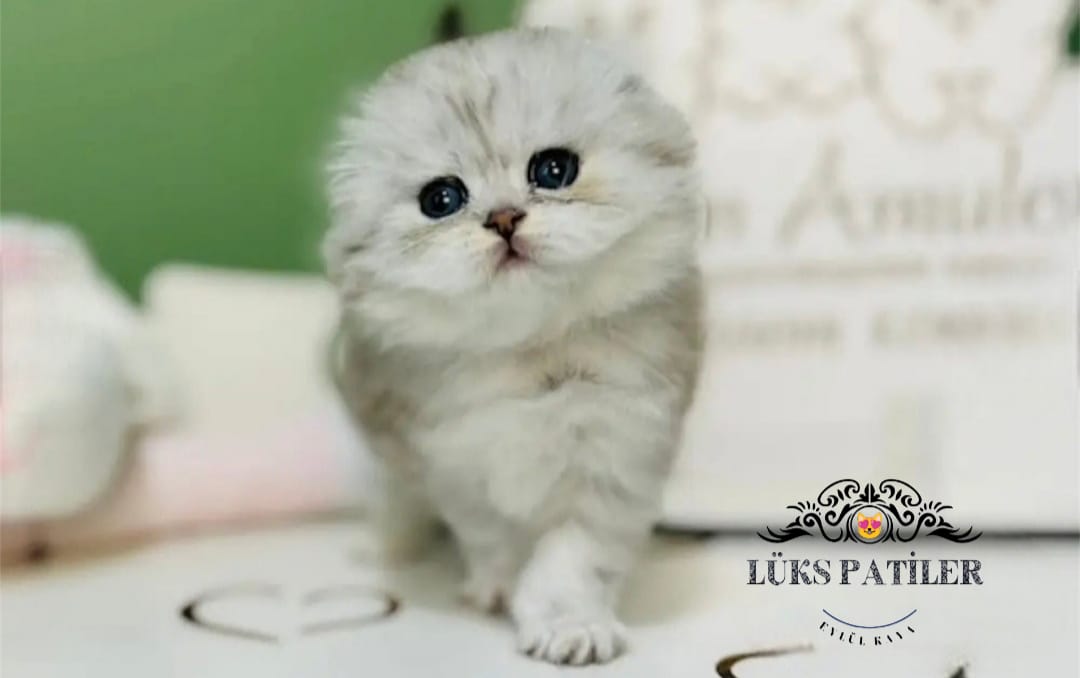 Silver Scottish Fold Longhair NS24 🧿