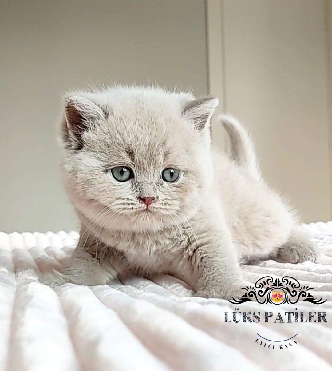 Lilac British Shorthair 🧿