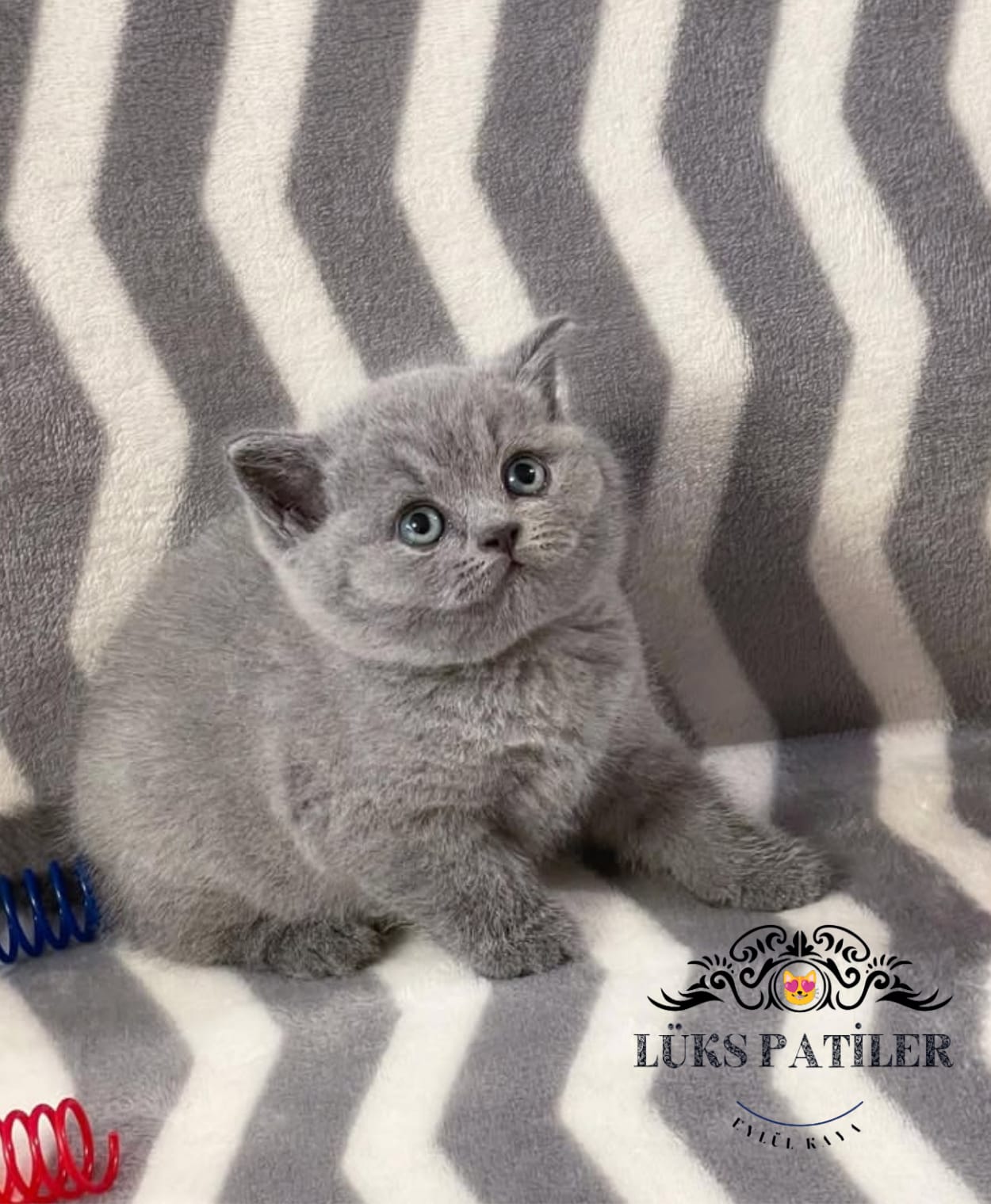 Gri British Shorthair 🧿 