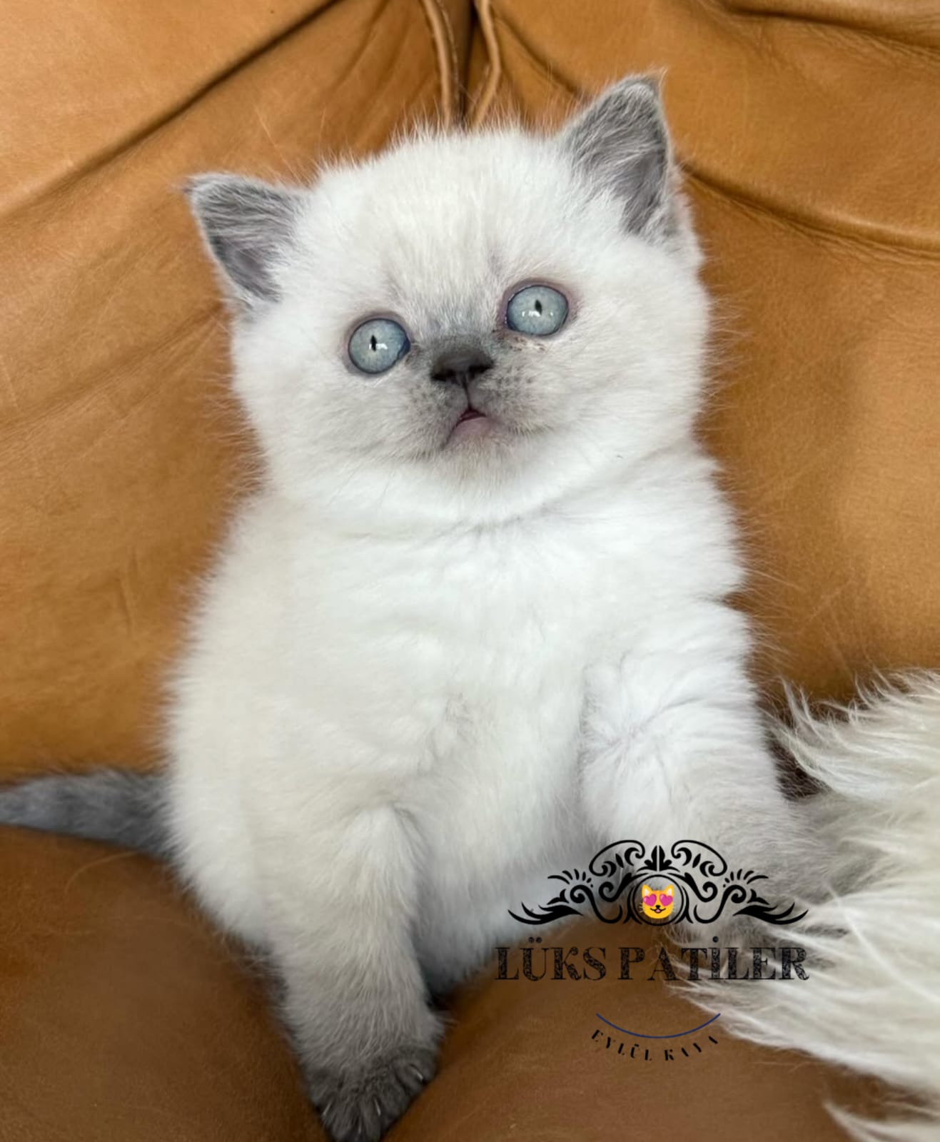 Bluepoint British Shorthair 🧿 