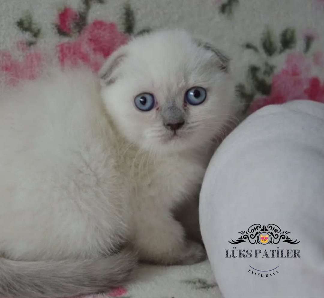 Bluepoint Scottish Fold Shorthair 🧿