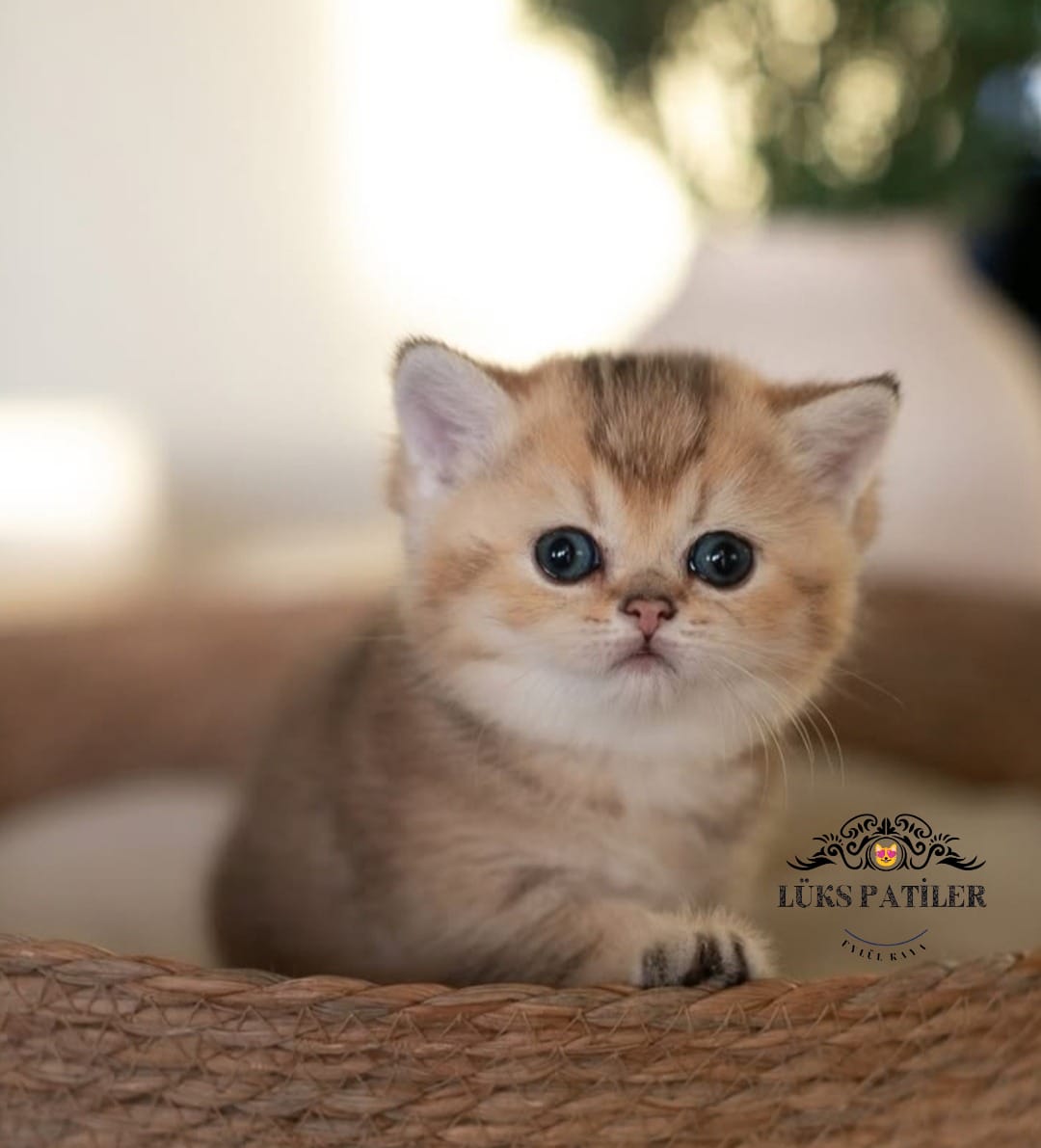 Golden British Shorthair NY24🧿