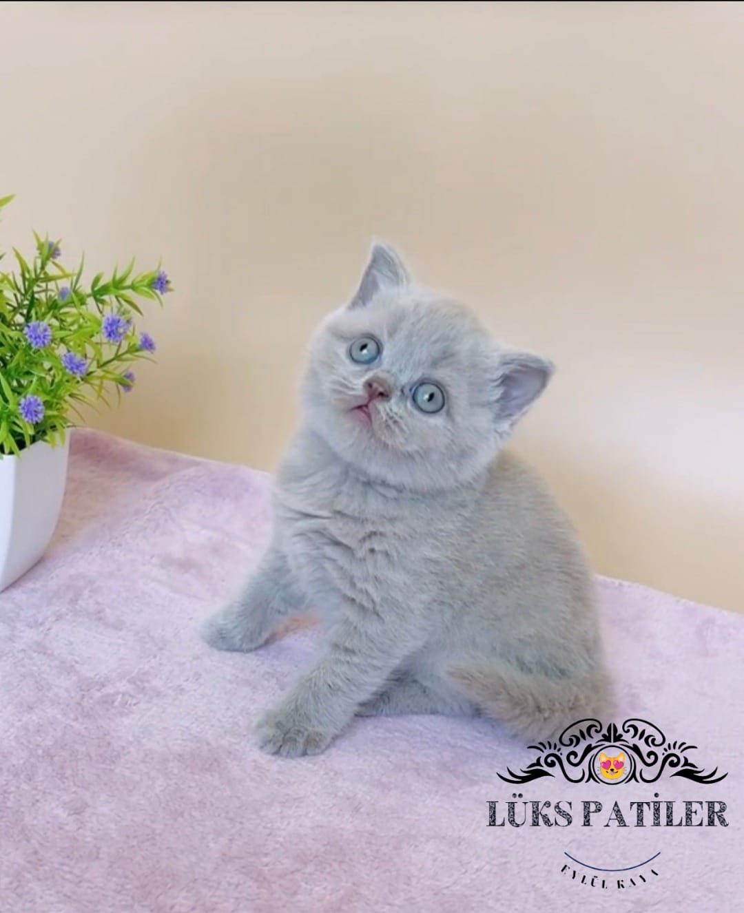 Lilac British Shorthair 🧿 