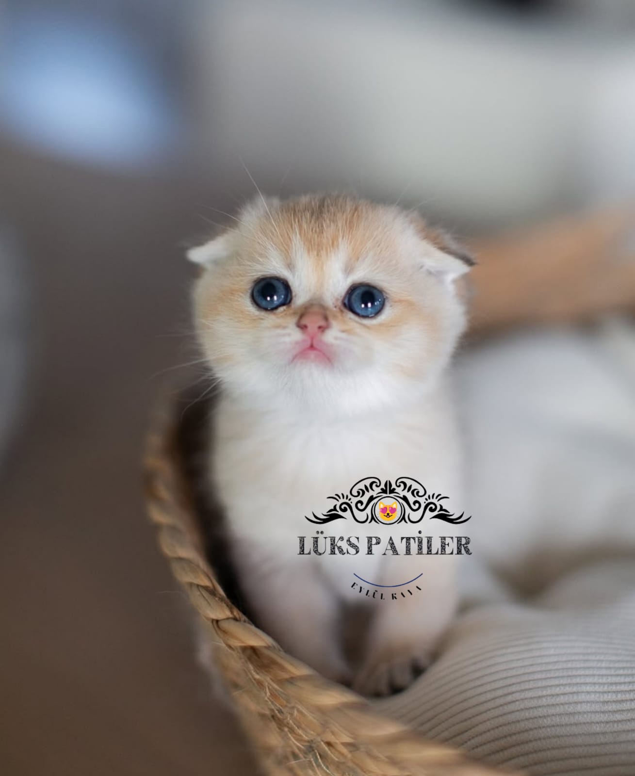 Golden Scottish Fold Shorthair 🧿 