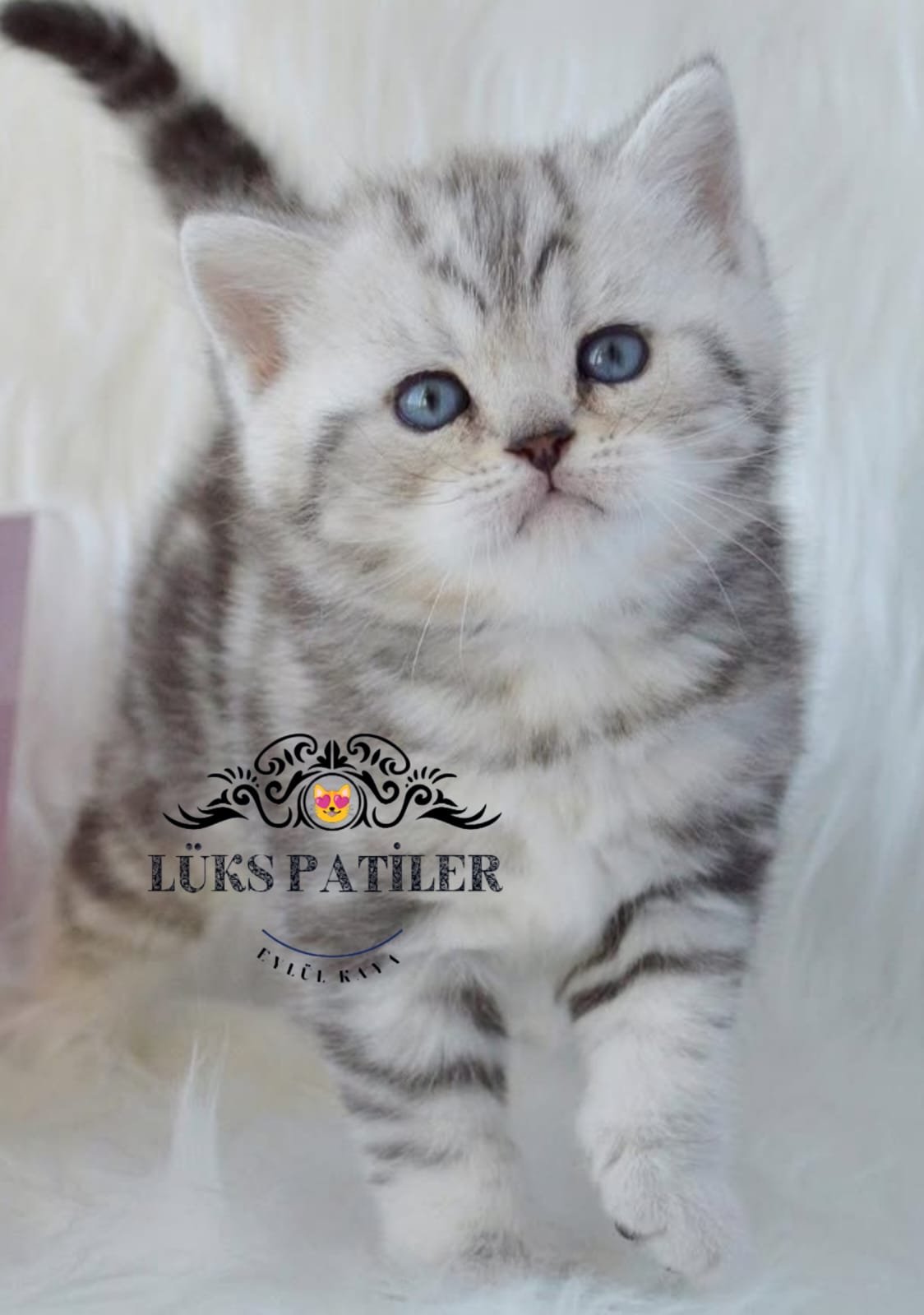 Silver British Shorthair NS24