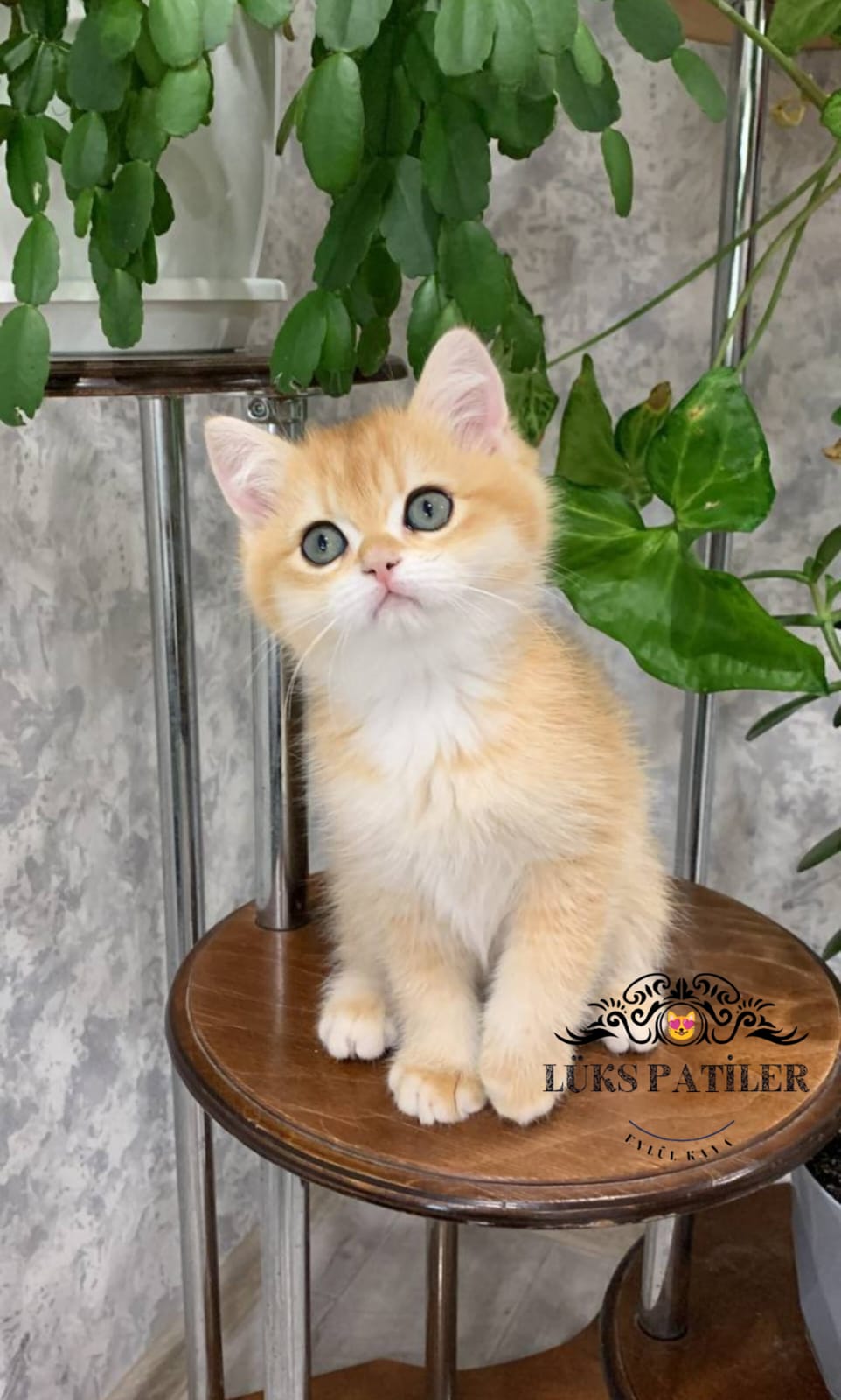 Golden British Shorthair NY11🧿