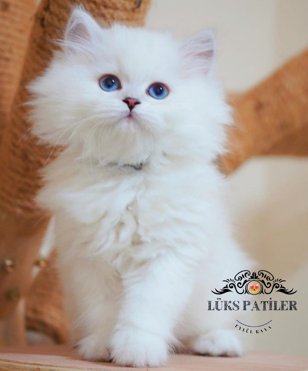 Silver British Longhair 🧿