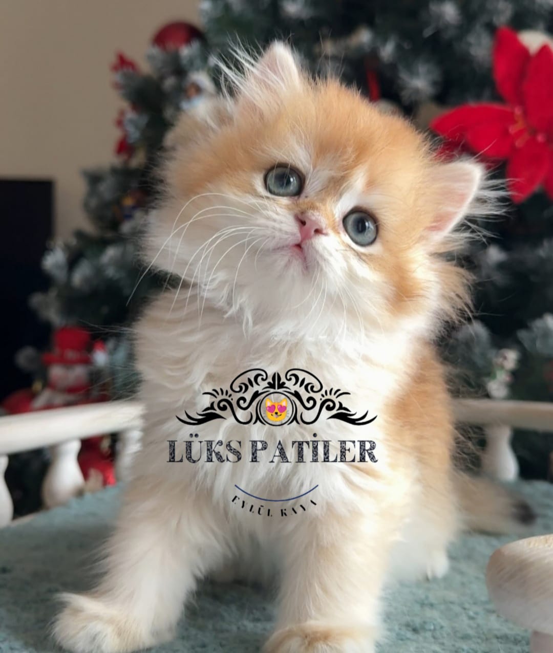 Golden British Longhair NY11