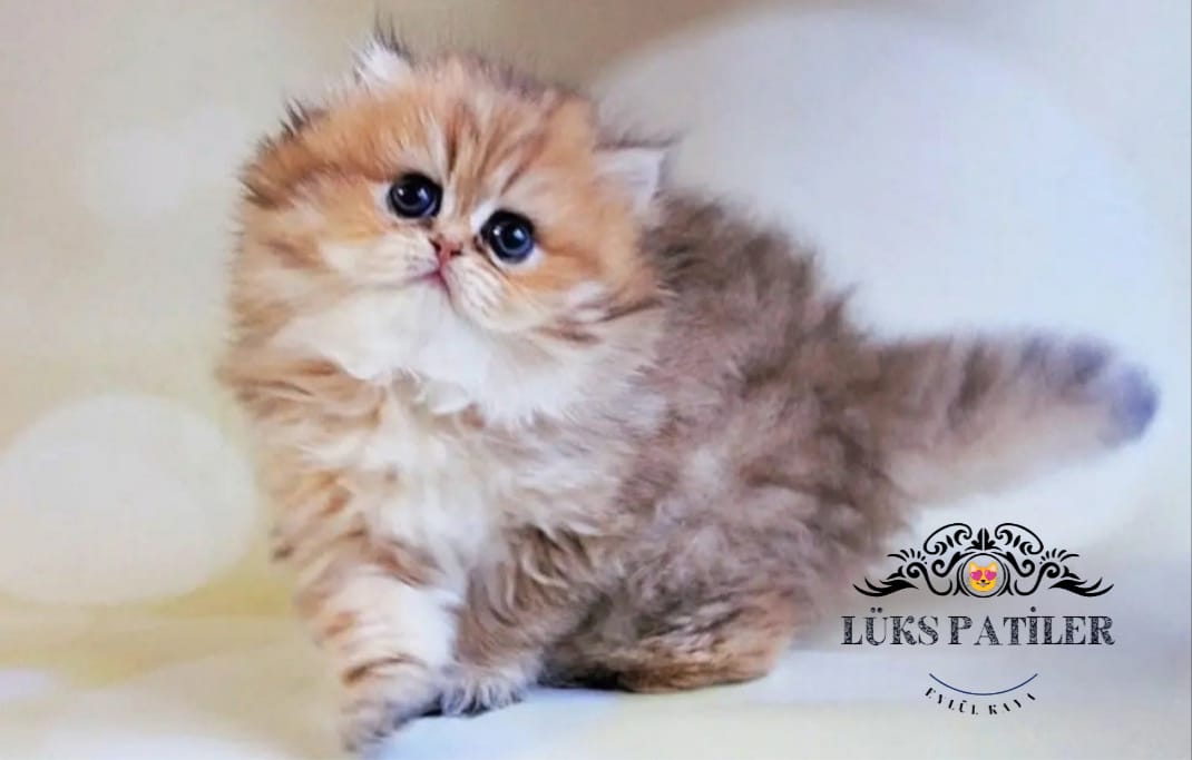 Blackgolden British Longhair 🧿